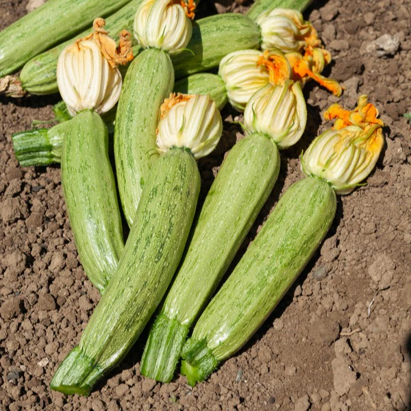 Courgette Profusion  - Grisette de Provence
