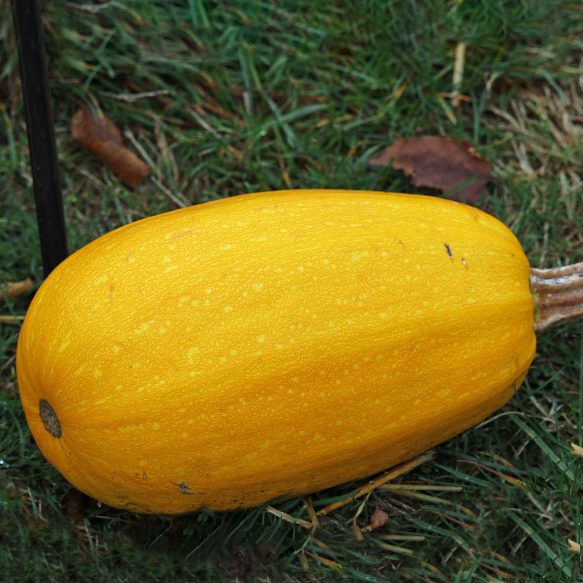 Courgette Spaghetti végétal - Image 2