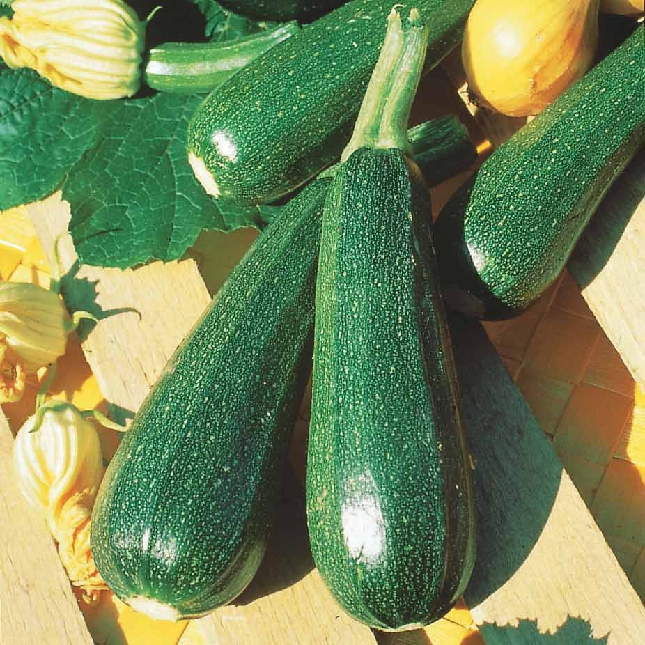 Courgette verte non coureuse des maraîchers Bio - Image 2