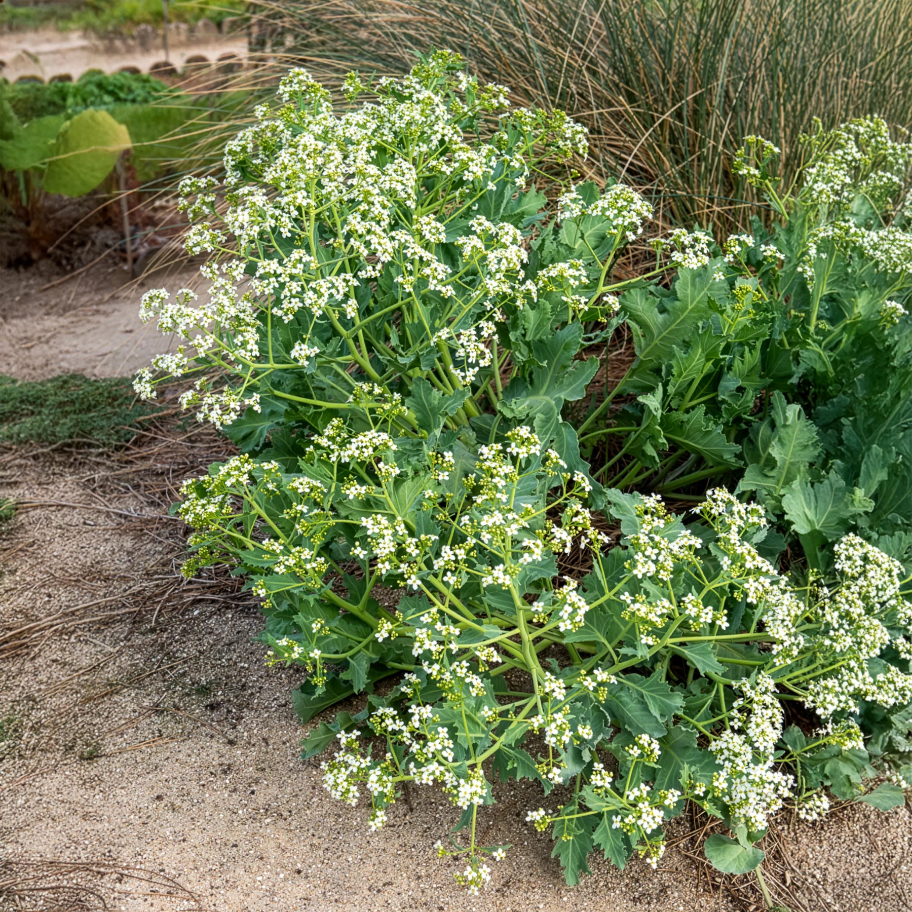 Crambe maritime - Image 5