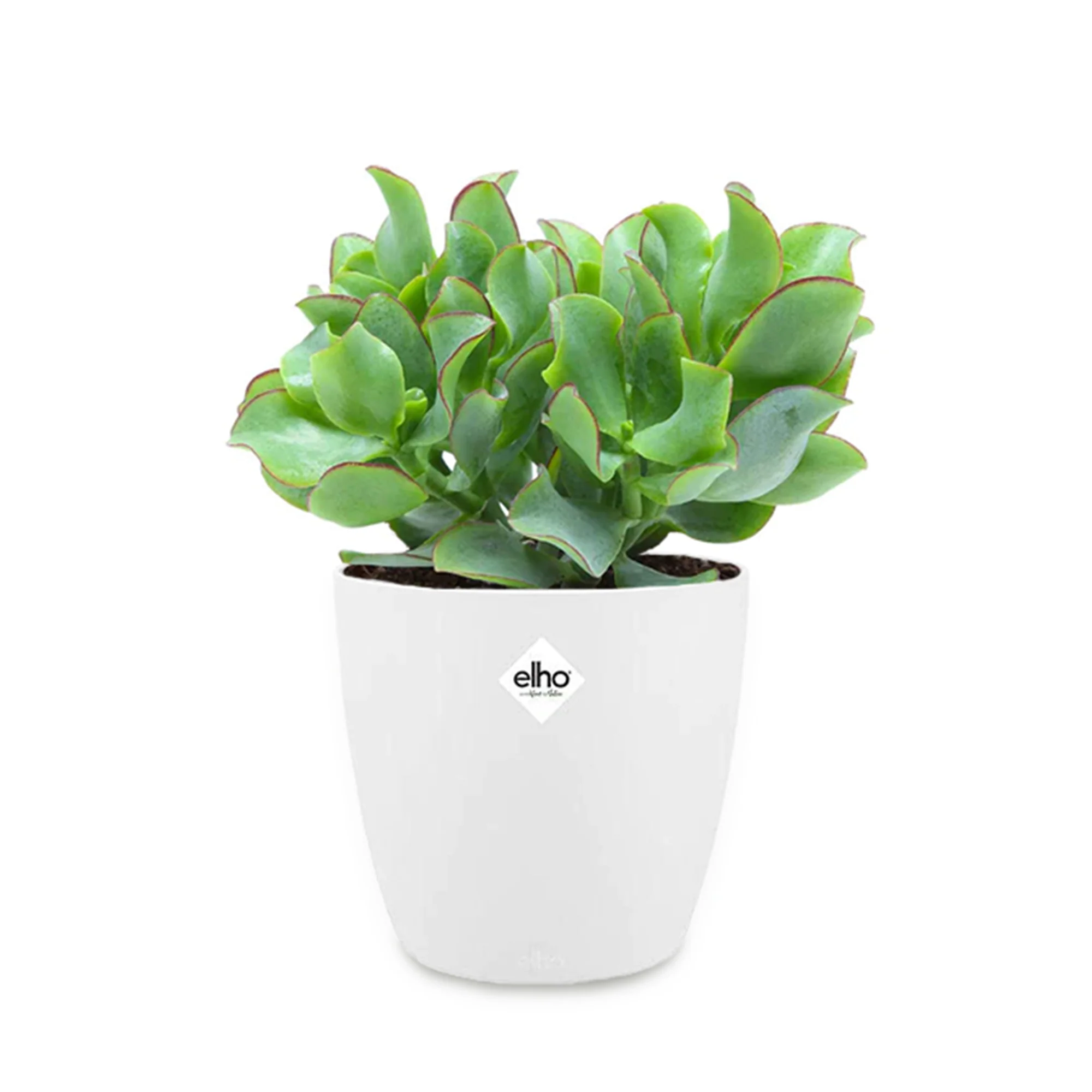 Crassula arborescens cristata + cache pot 14 cm