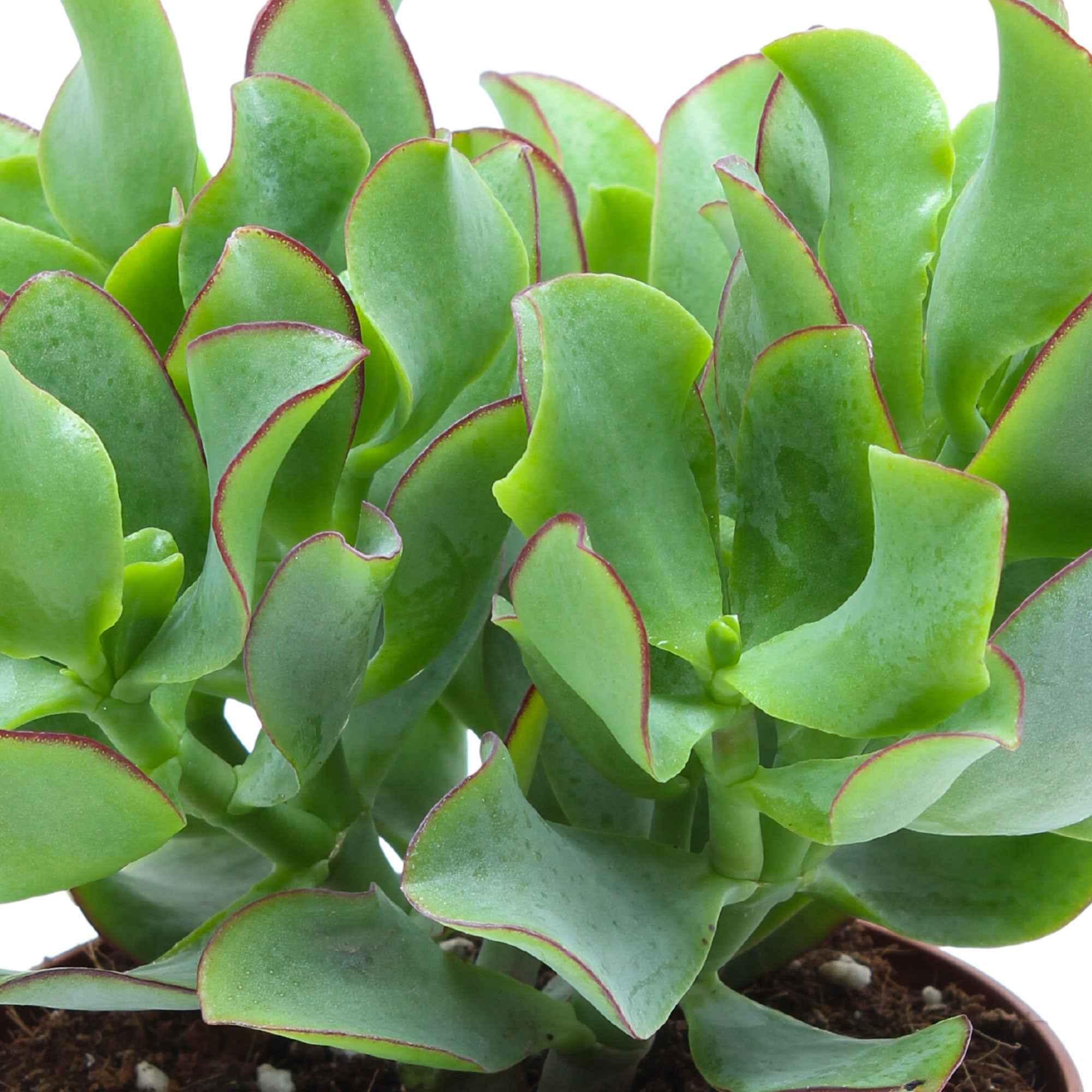 Crassula Arborescens 'Curly Green' - Image 2