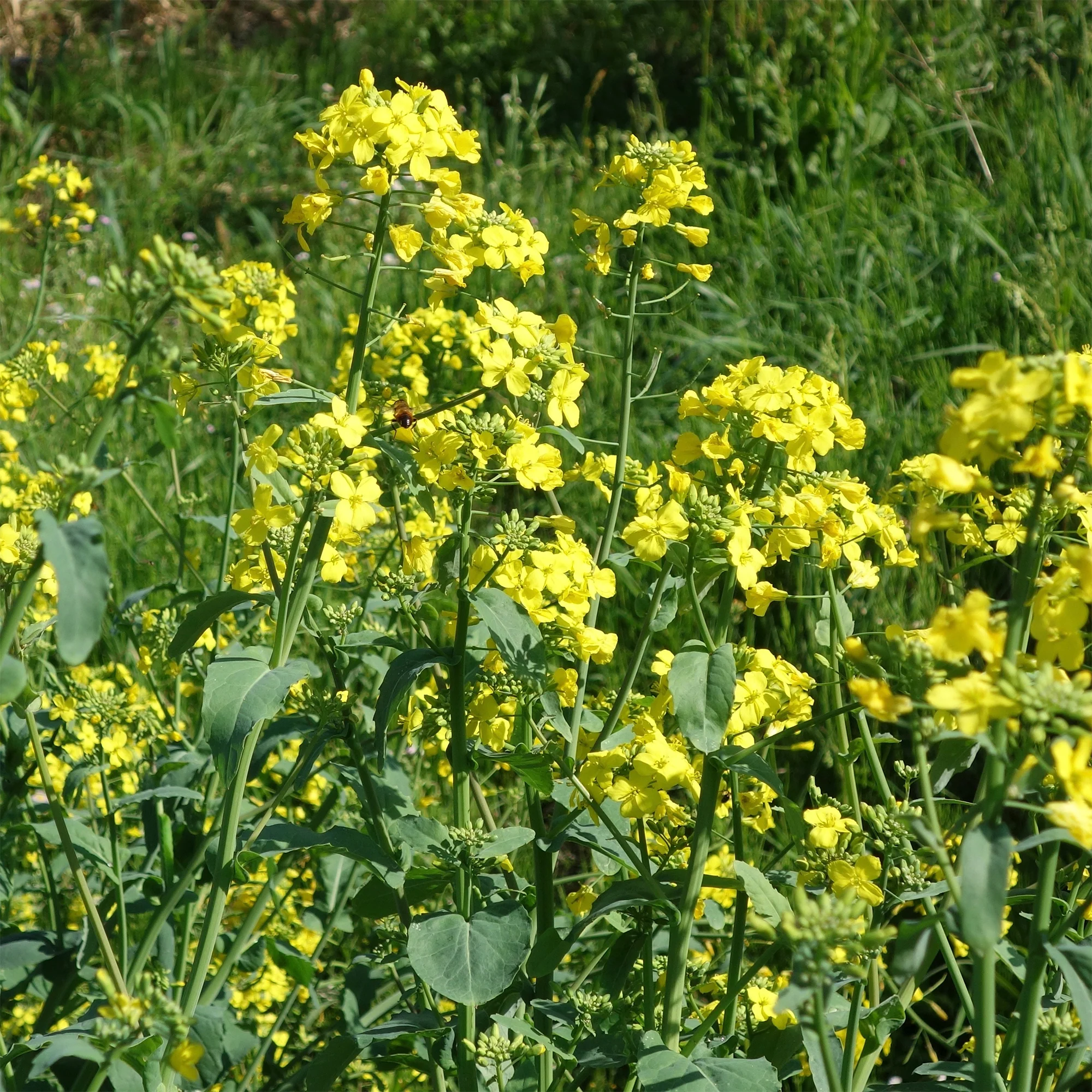 Cresson de jardin - Image 2
