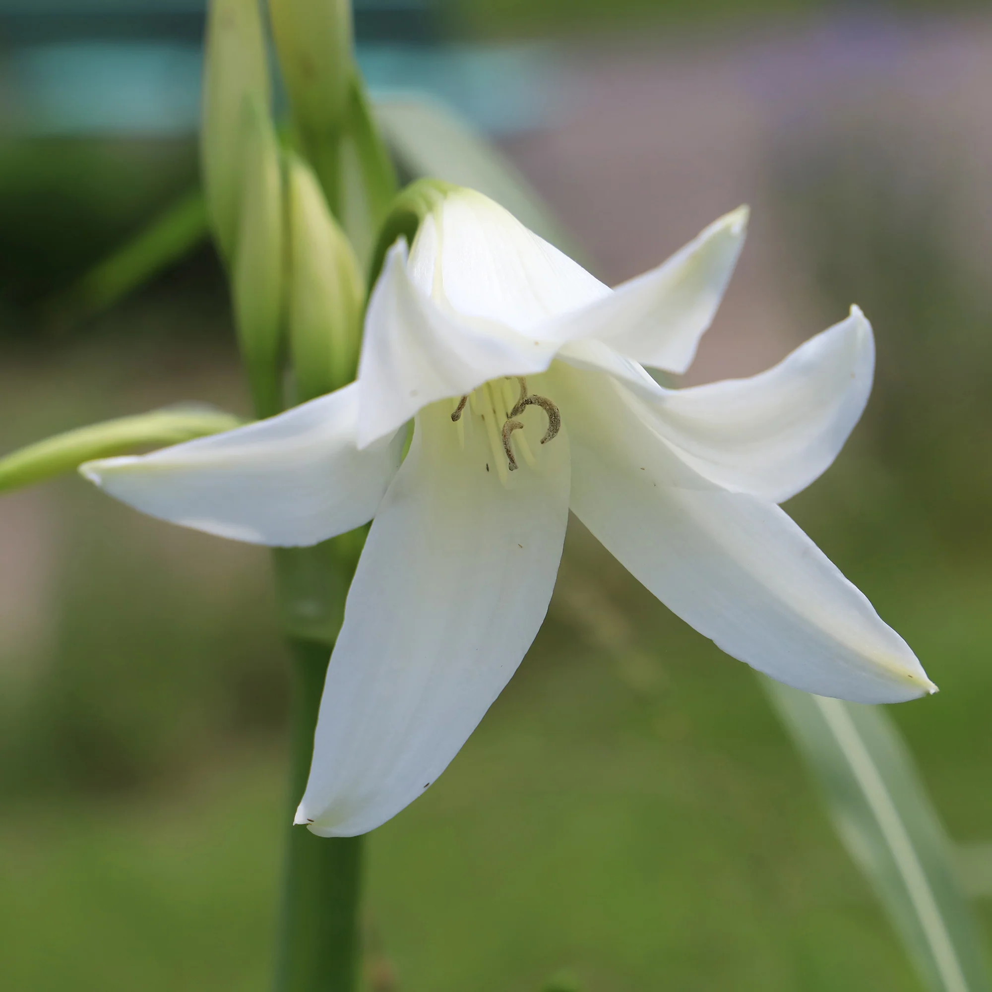 Crinole blanc - Image 3
