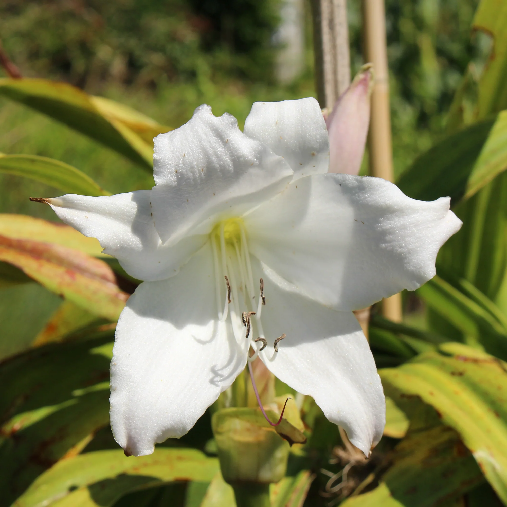 Crinole blanc - Image 4