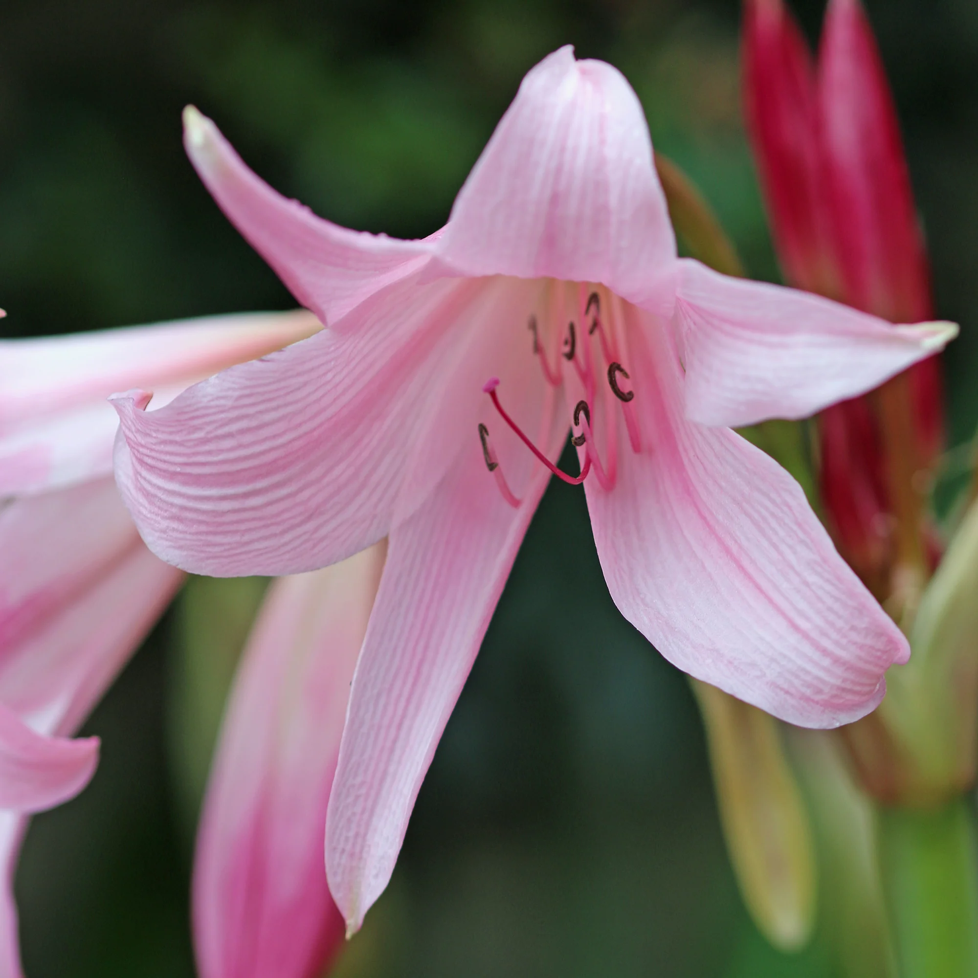 Crinole rose