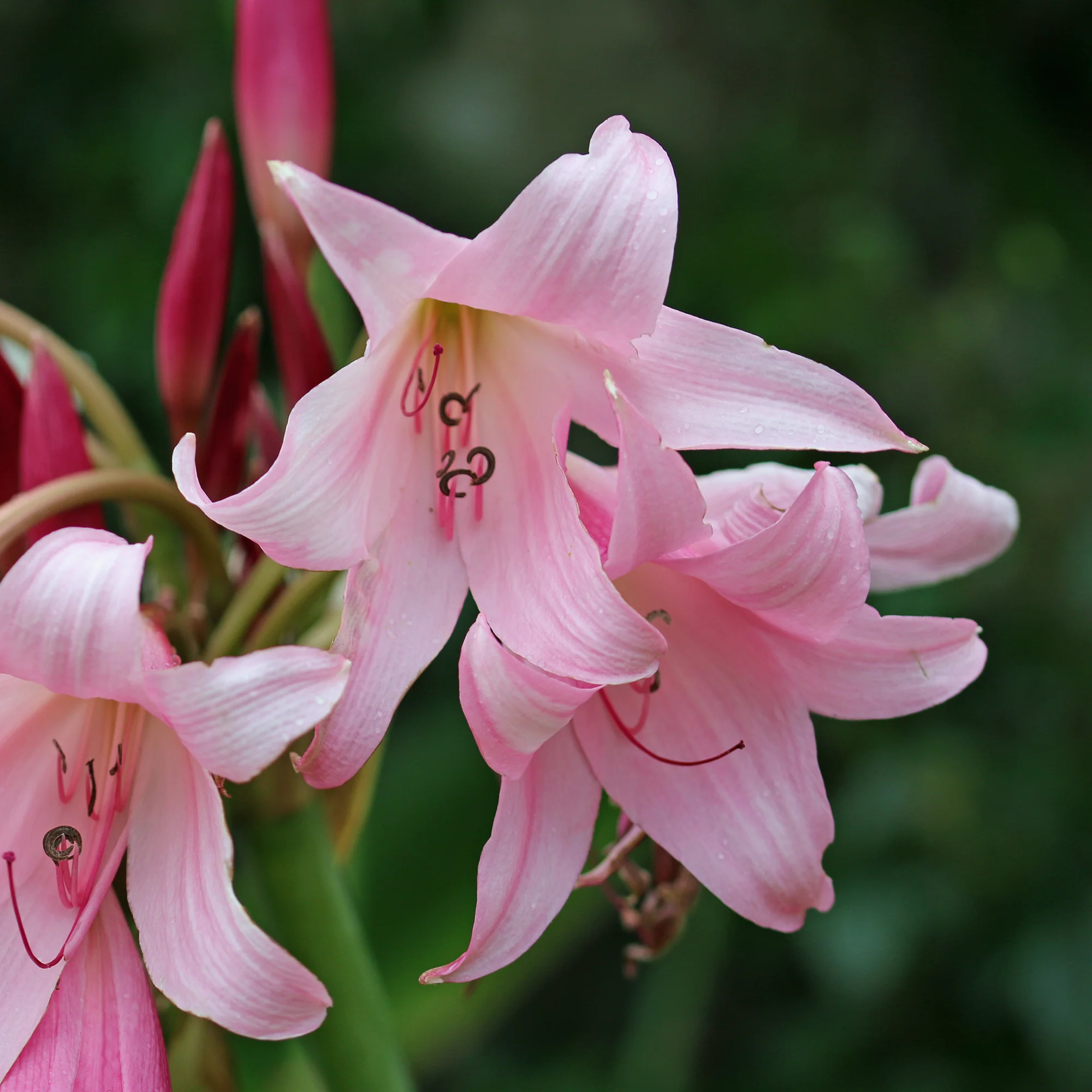 Crinole rose - Image 2