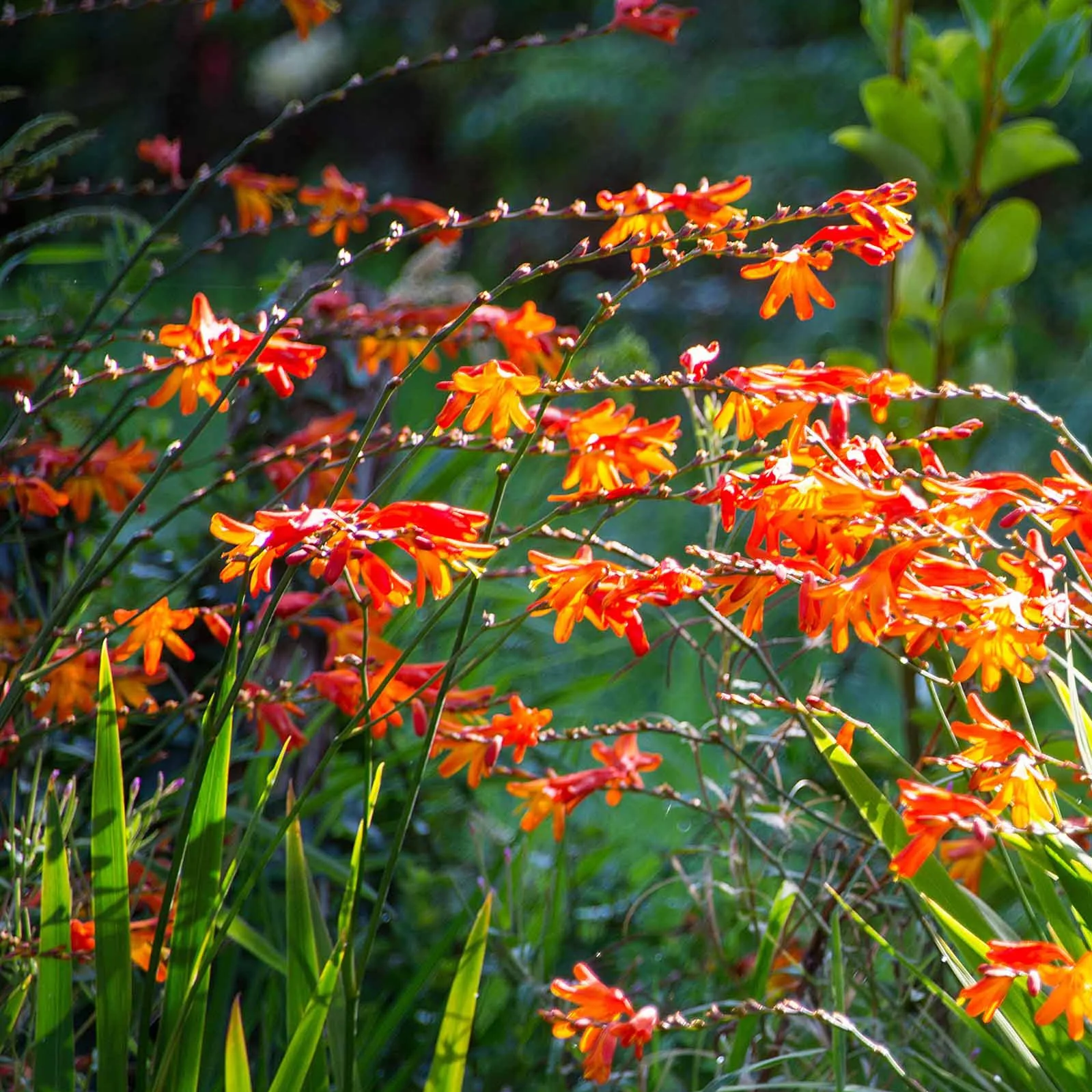 30 Crocosmias en mélange - Image 3
