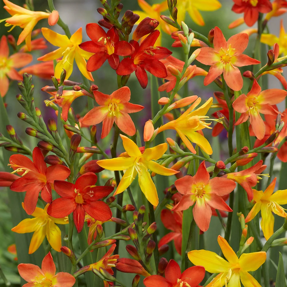 30 Crocosmias en mélange - Image 4