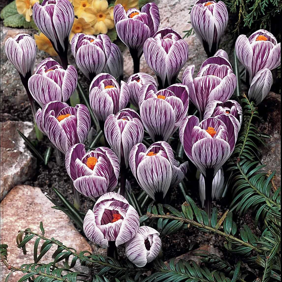 60 Crocus blanc violet, jaune, blanc, violet en mélange - Image 5