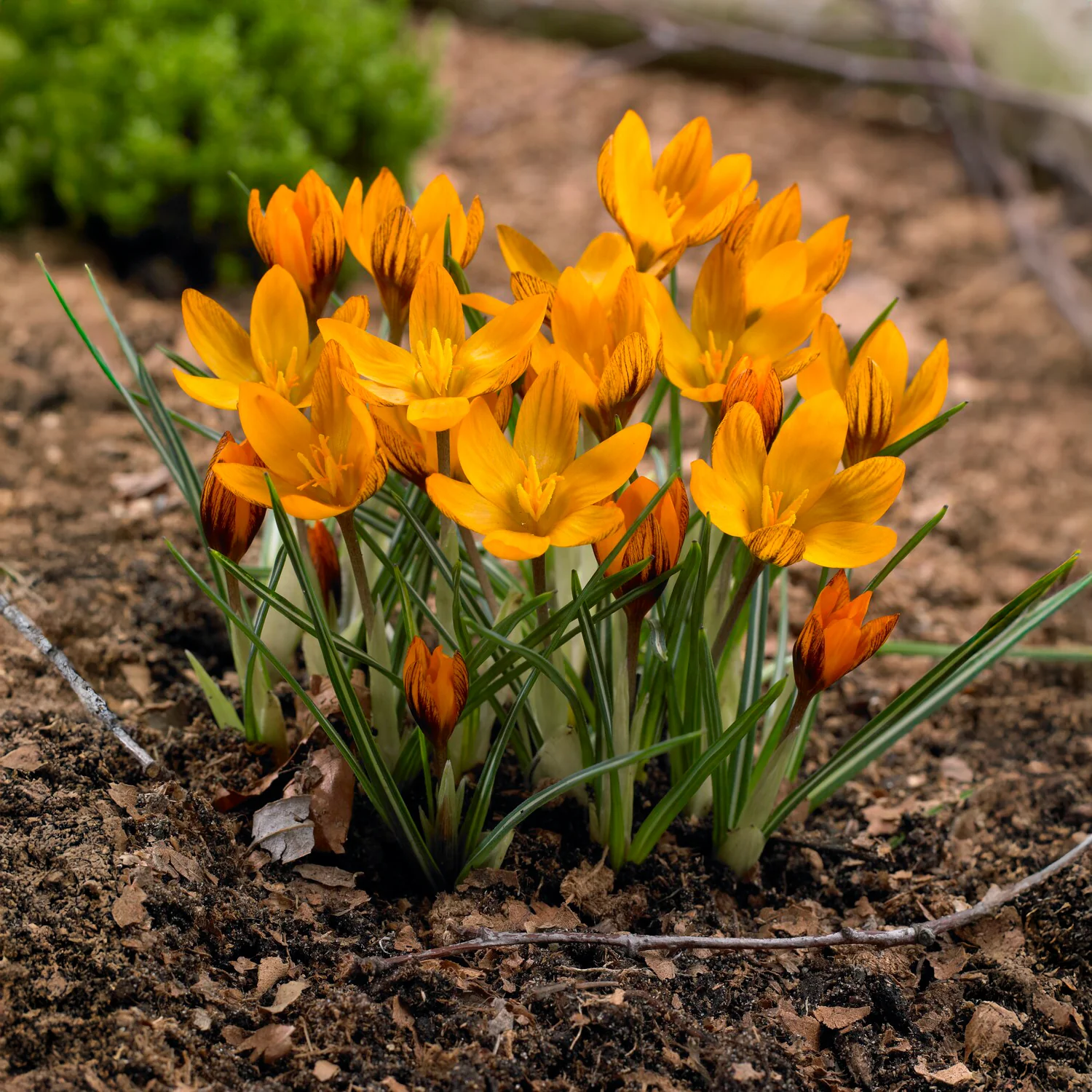 15 Crocus orange - Image 3