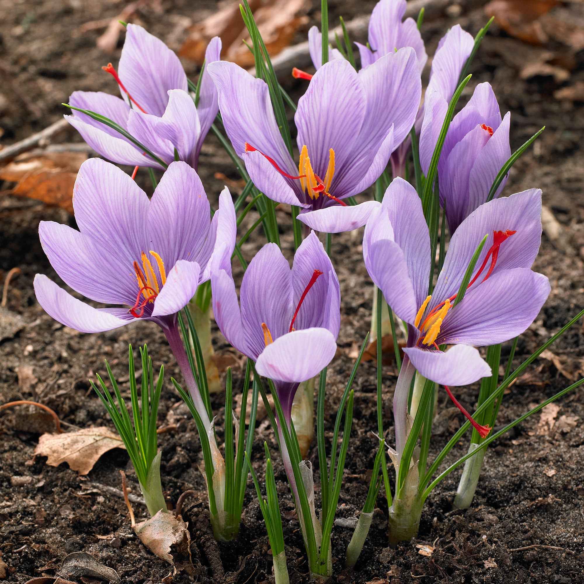 10 Crocus safran - Image 3