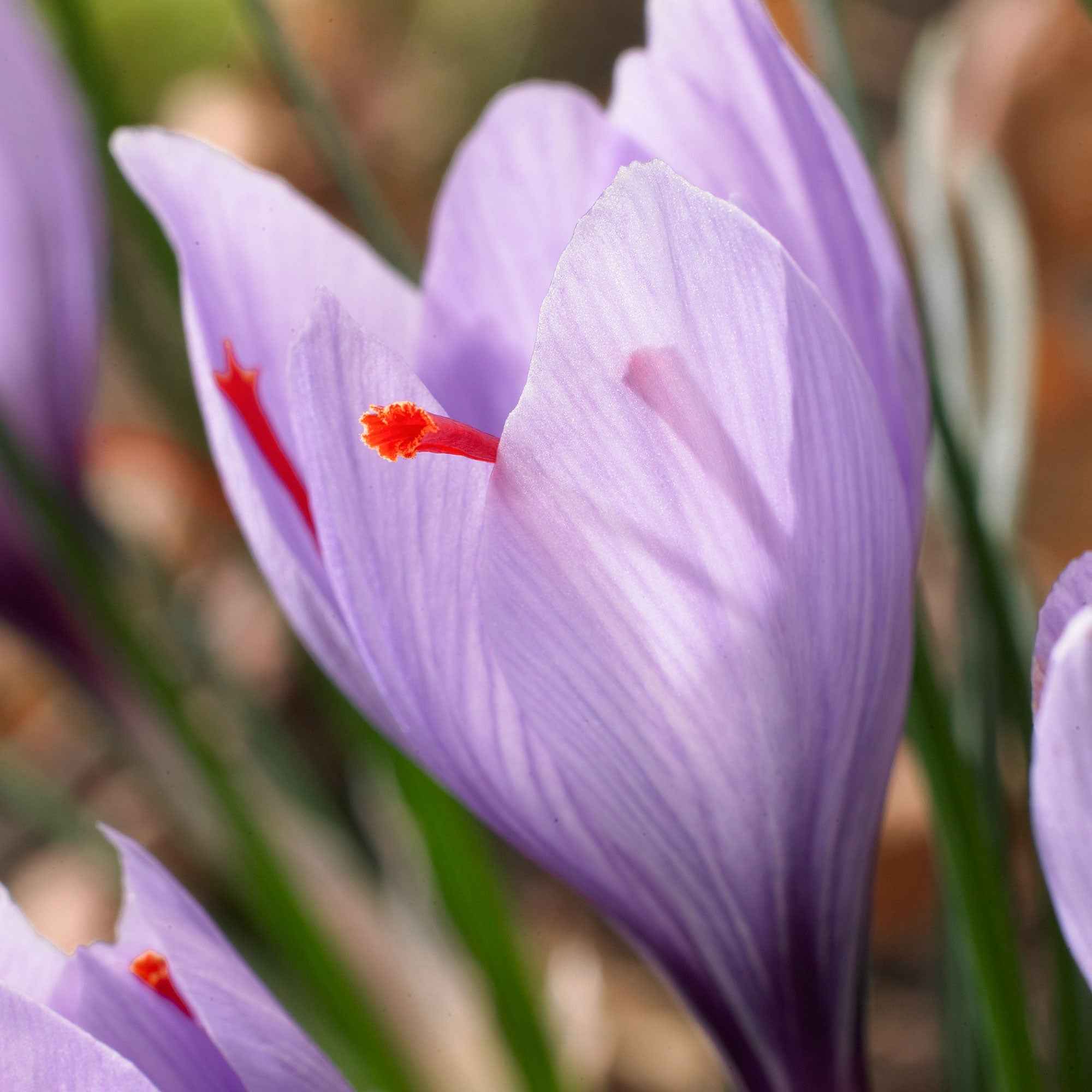 10 Crocus safran - Image 4