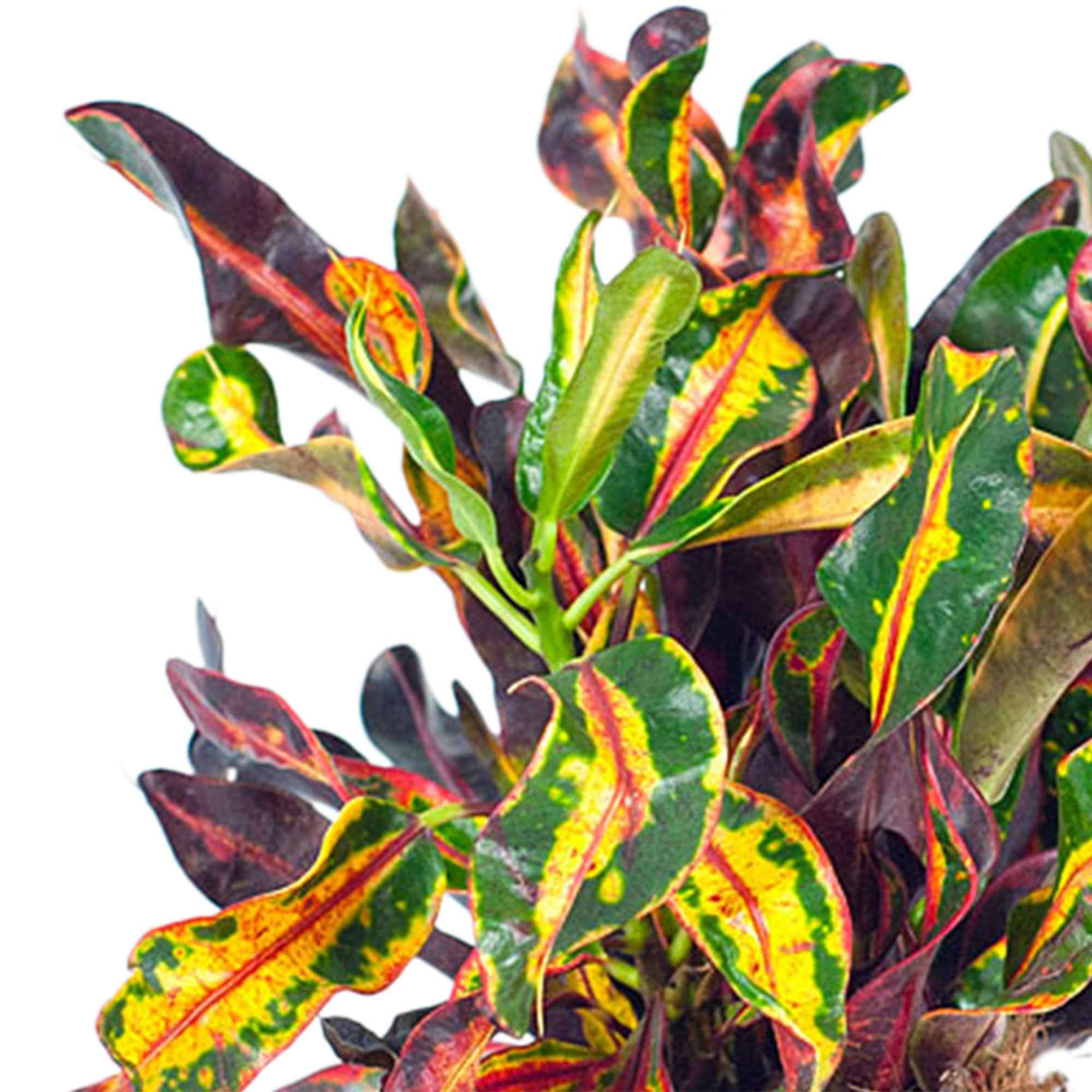 Croton Codiaeum 'Mammi' - Image 2