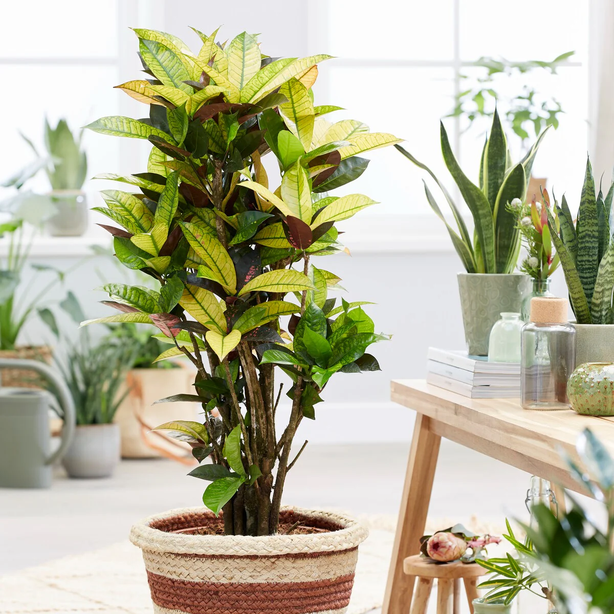 Croton 'Mrs Iceton'