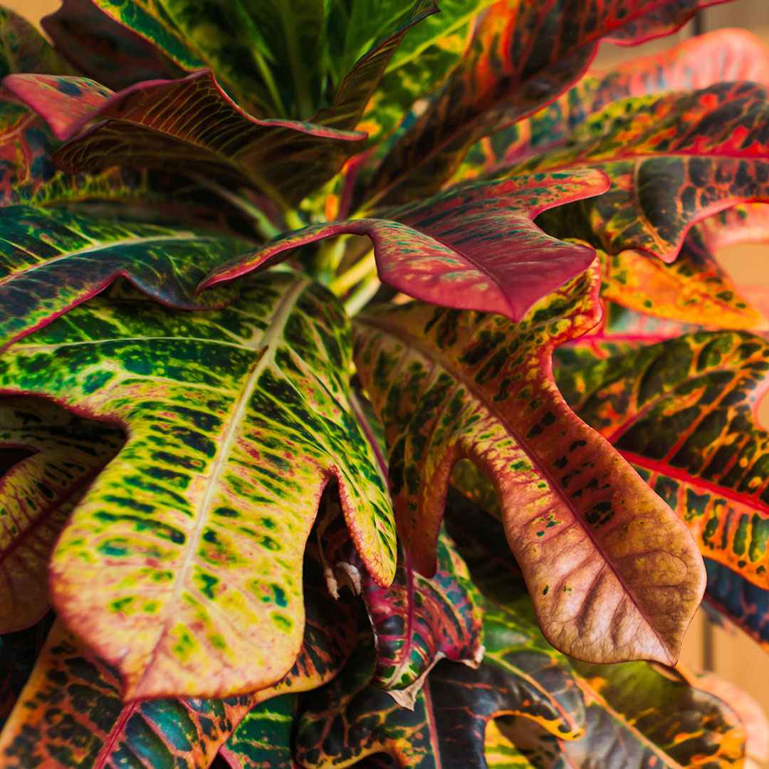 Croton 'Mrs Iceton' - Image 2