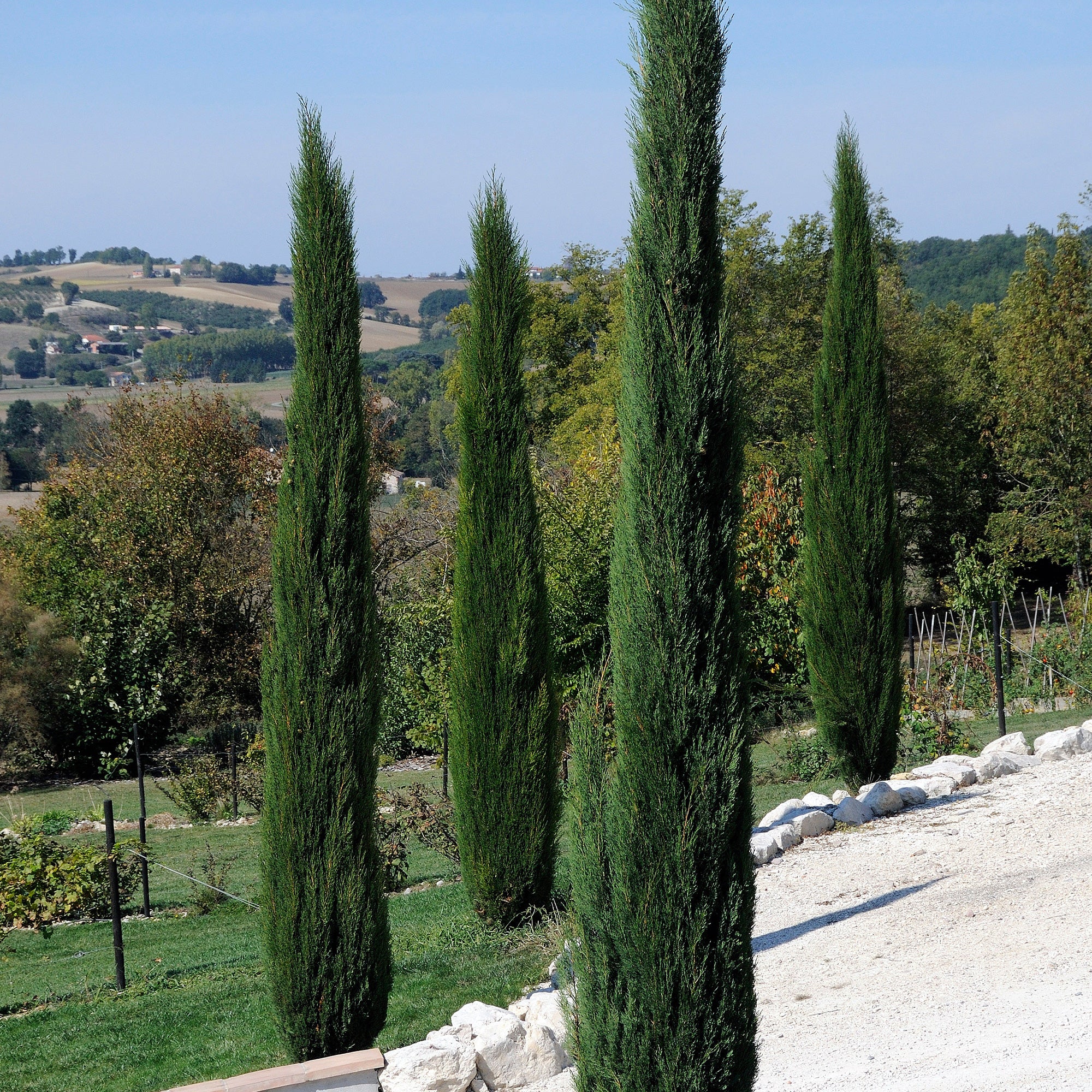 Cyprès d'Italie Stricta