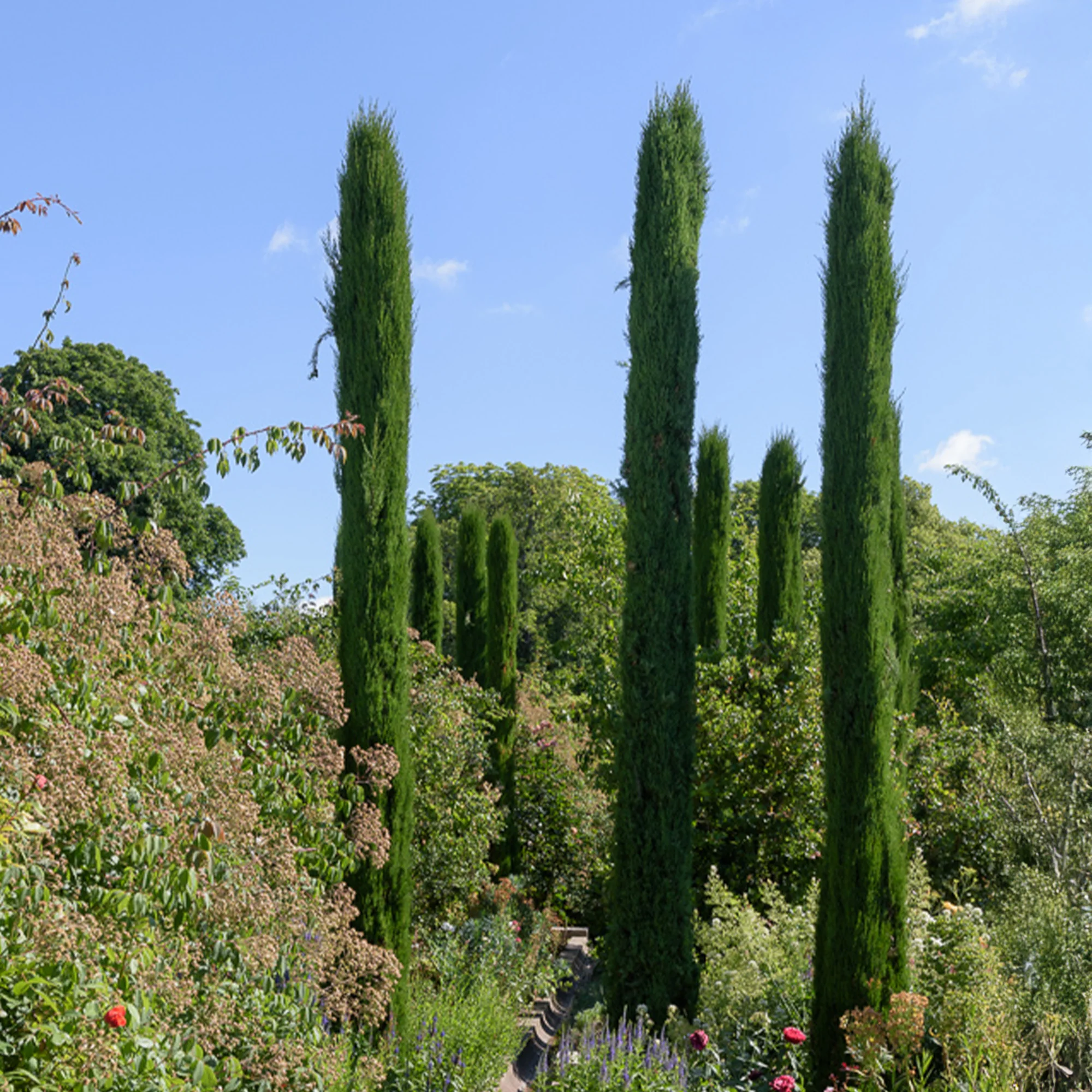 Cyprès d'Italie Stricta - Image 2