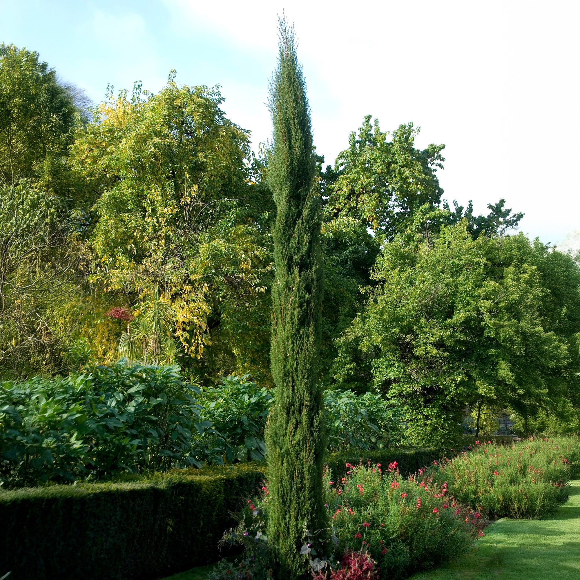 Cyprès d'Italie Stricta - Image 3