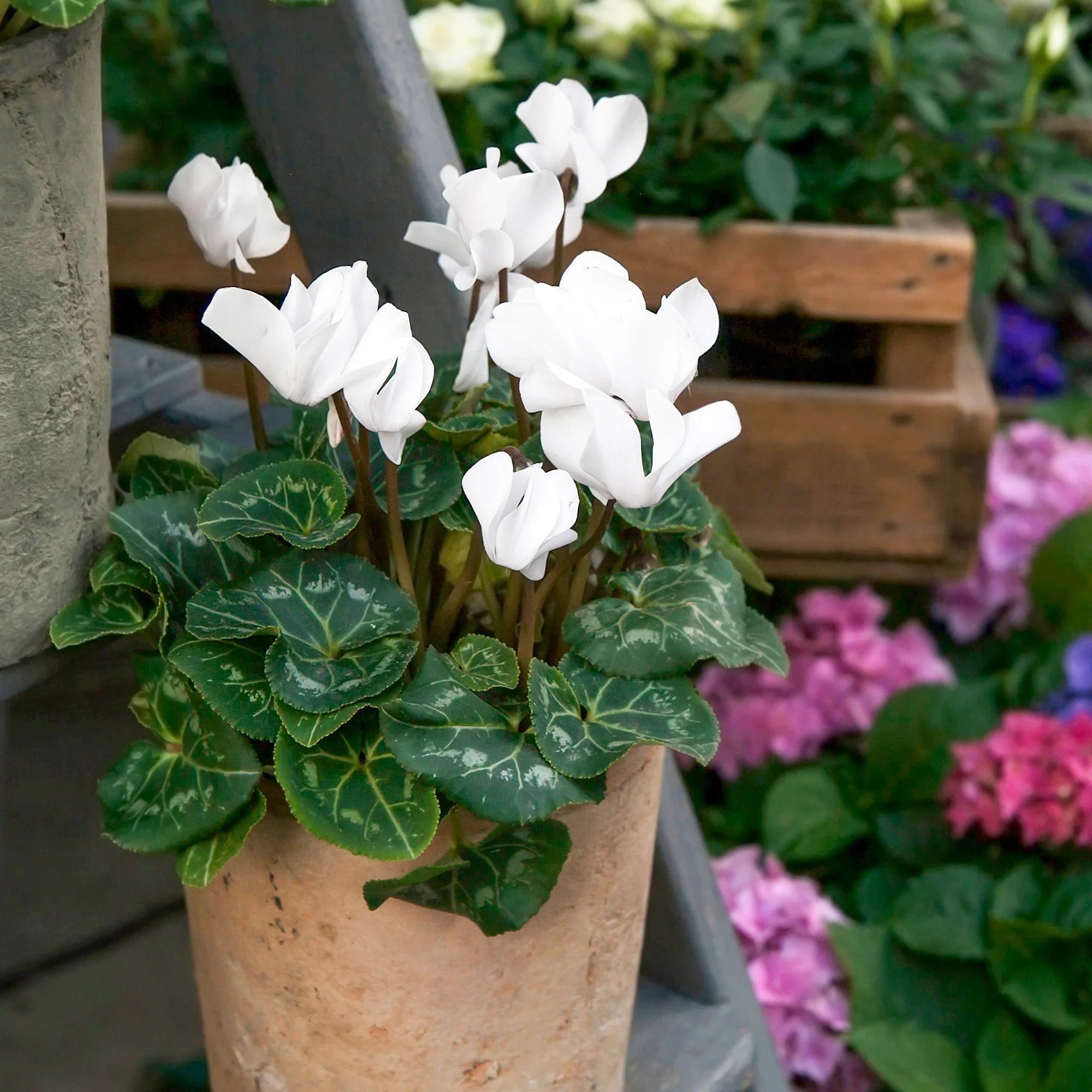3 Cyclamens blancs - Image 5