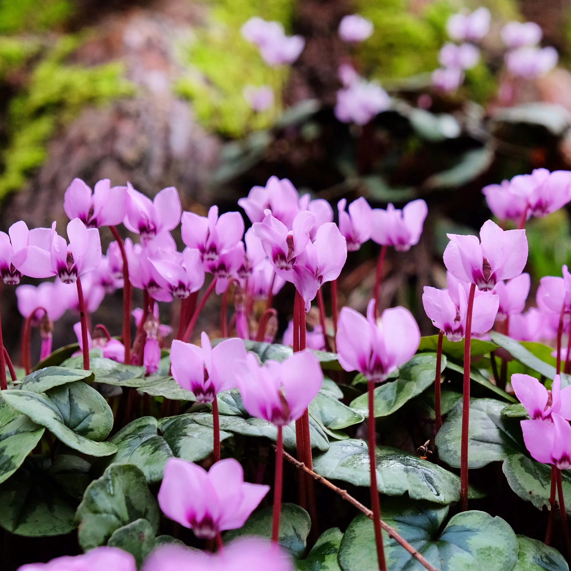Cyclamen coum Rose - Image 2