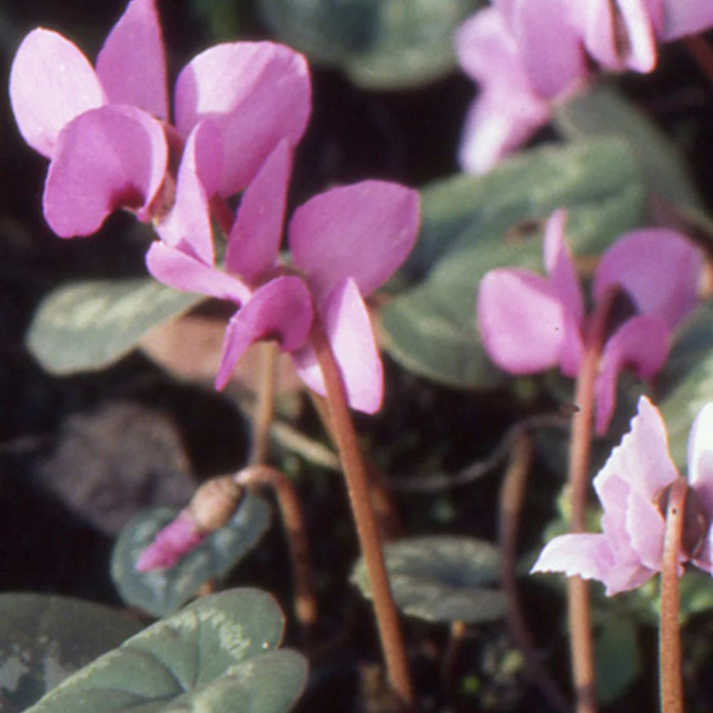 Cyclamen coum Rose - Image 4