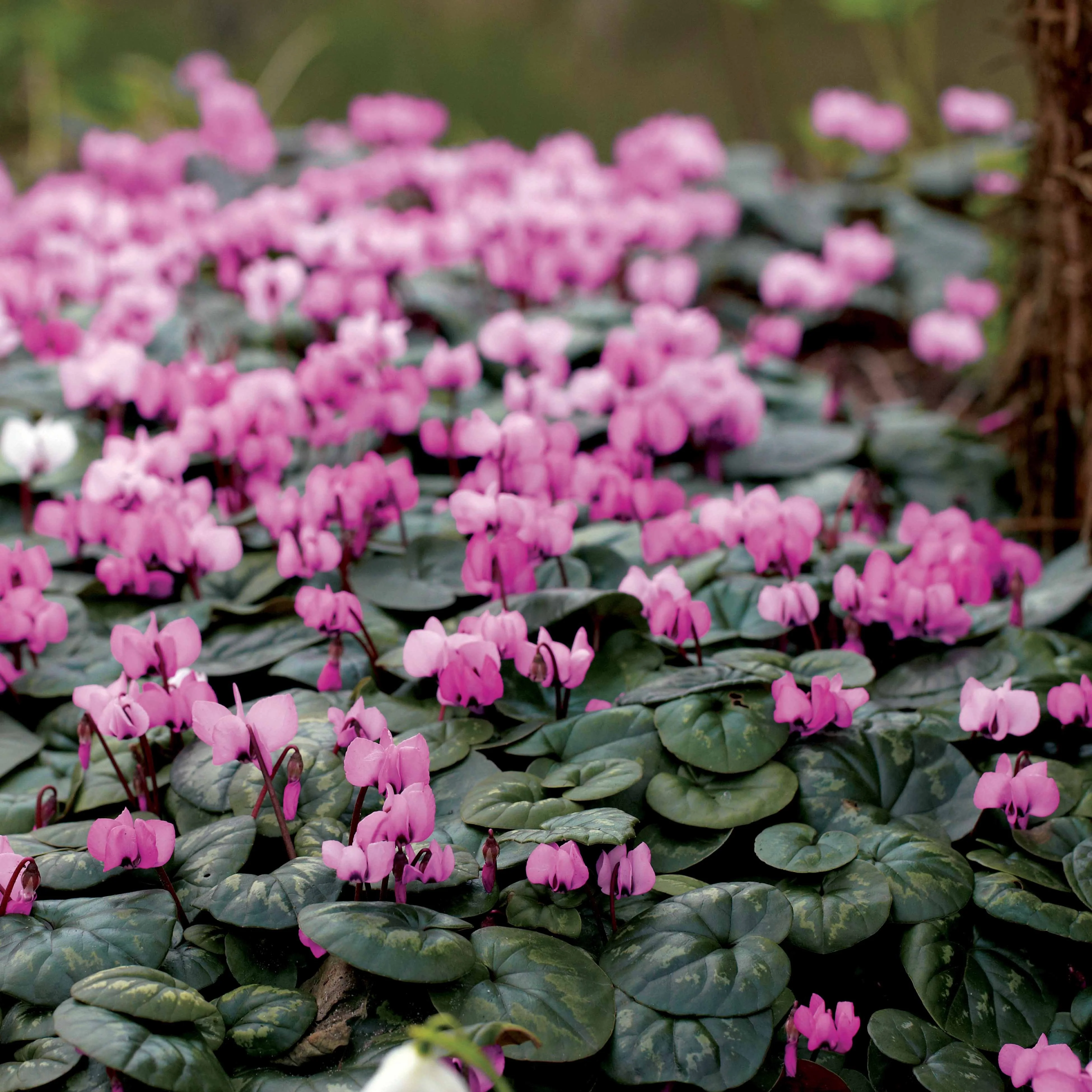 3 Cyclamens de l'île de Cos roses - Image 2