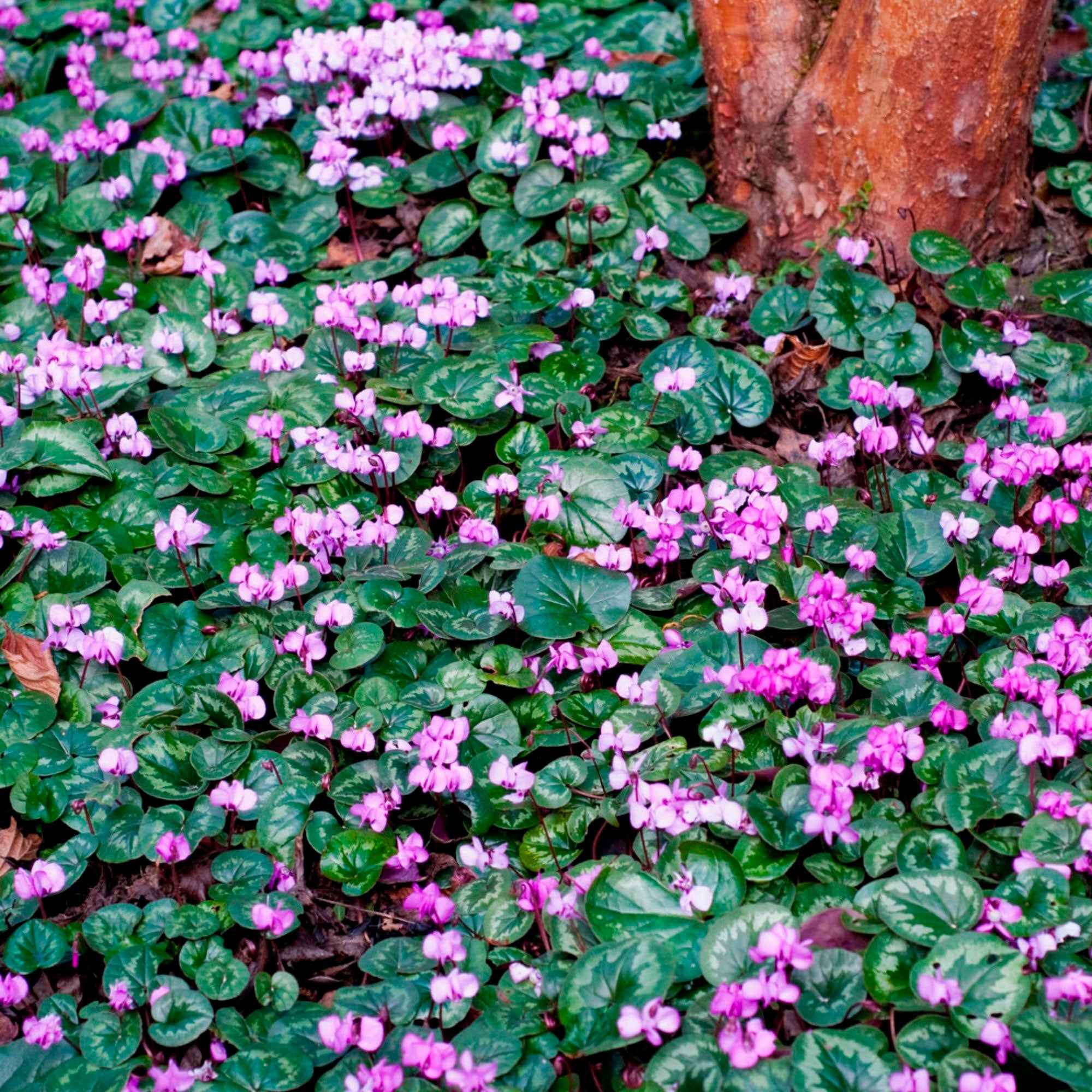 3 Cyclamens de l'île de Cos roses - Image 3