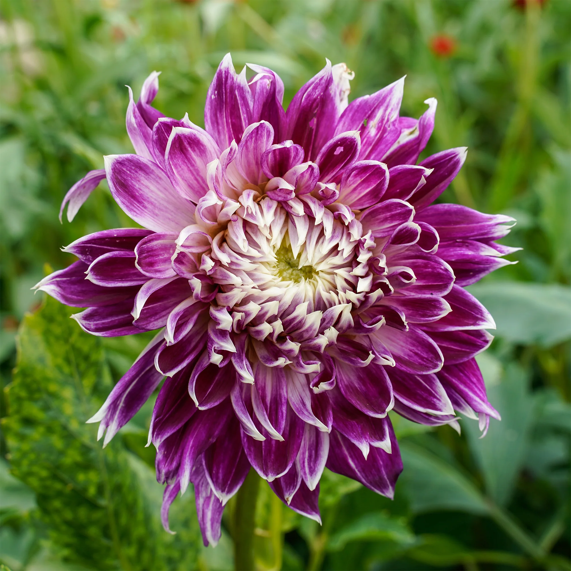 3 Dahlias à grandes fleurs Vancouver