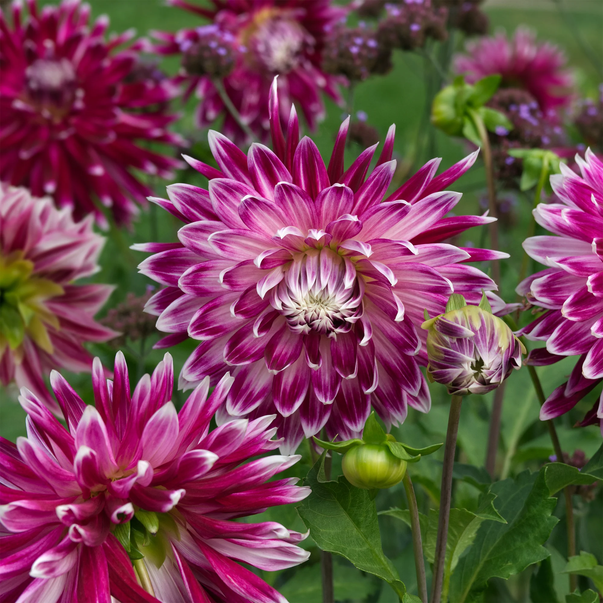 3 Dahlias à grandes fleurs Vancouver - Image 2