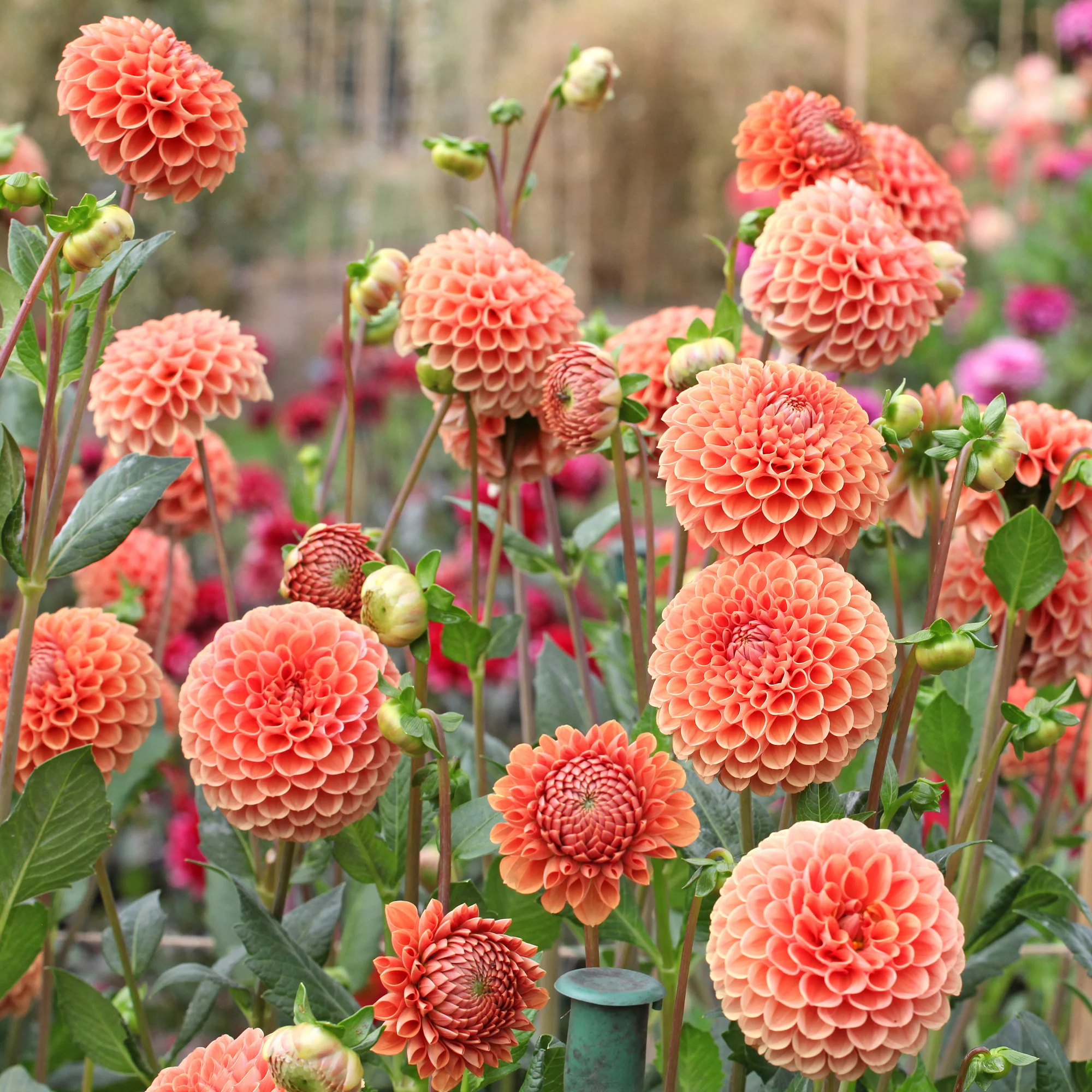 Dahlia ball Cornel Bronze - Image 3