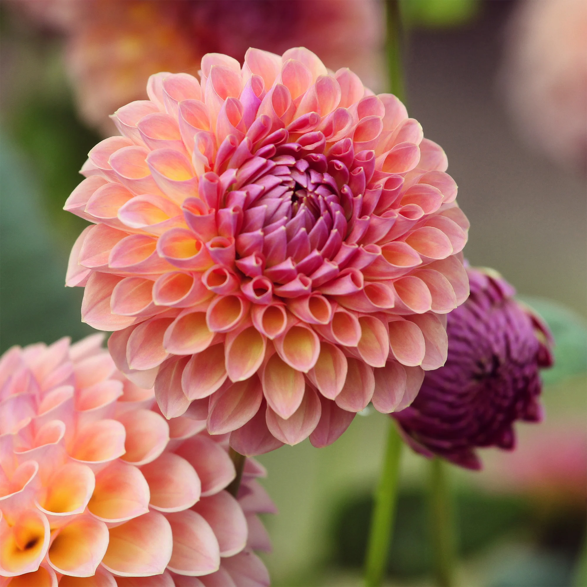 Dahlia ball Jowey Winnie - Image 3