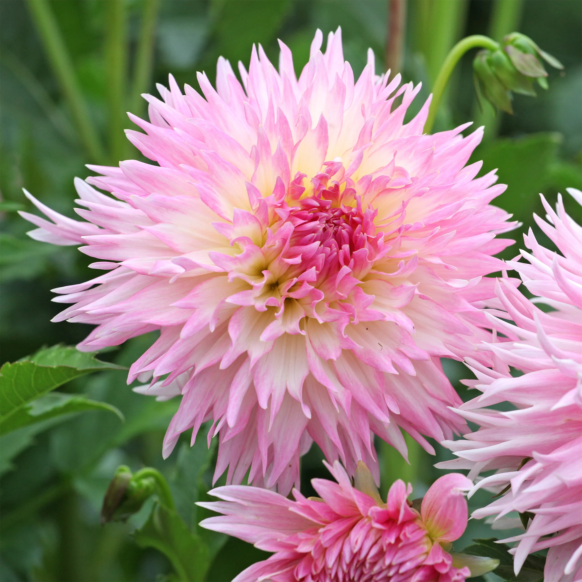 3 Dahlias cactus dentelle Nadia Ruth - Image 2