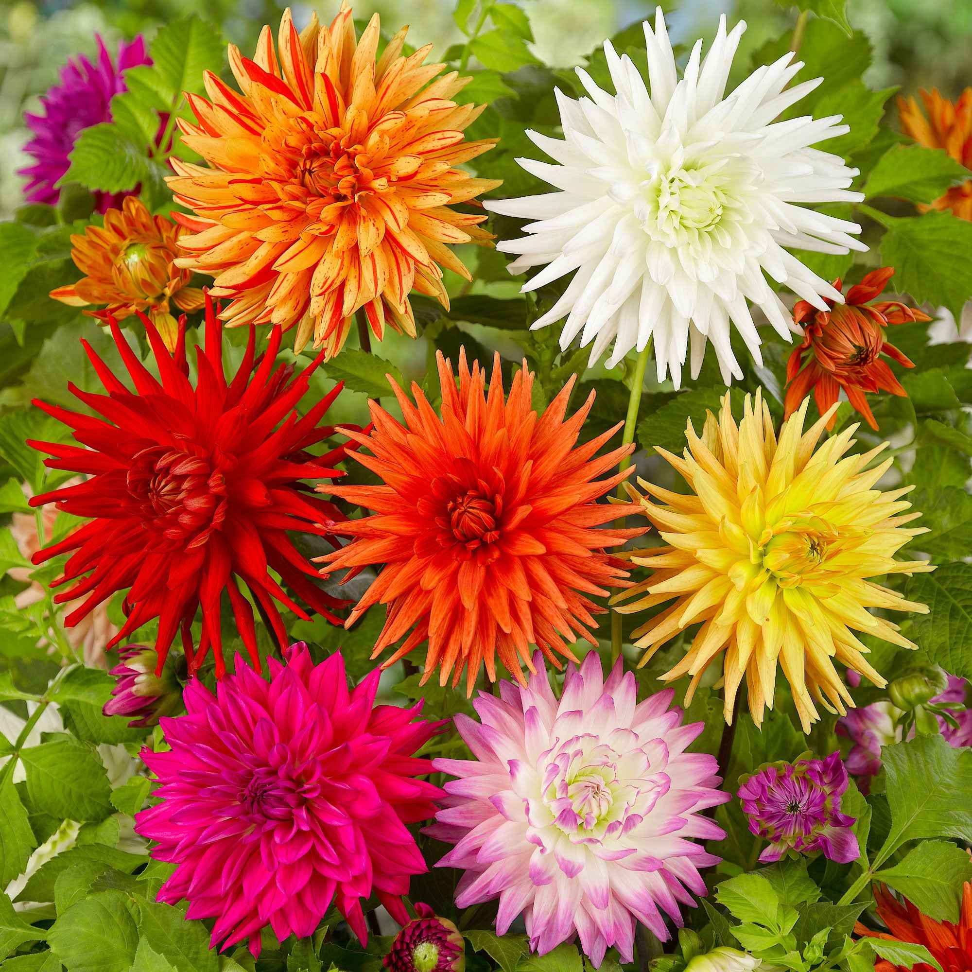 10 Dahlias cactus colorés en mélange