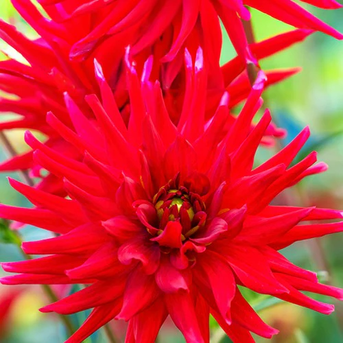 3 Dahlias cactus nain Red Pigmy