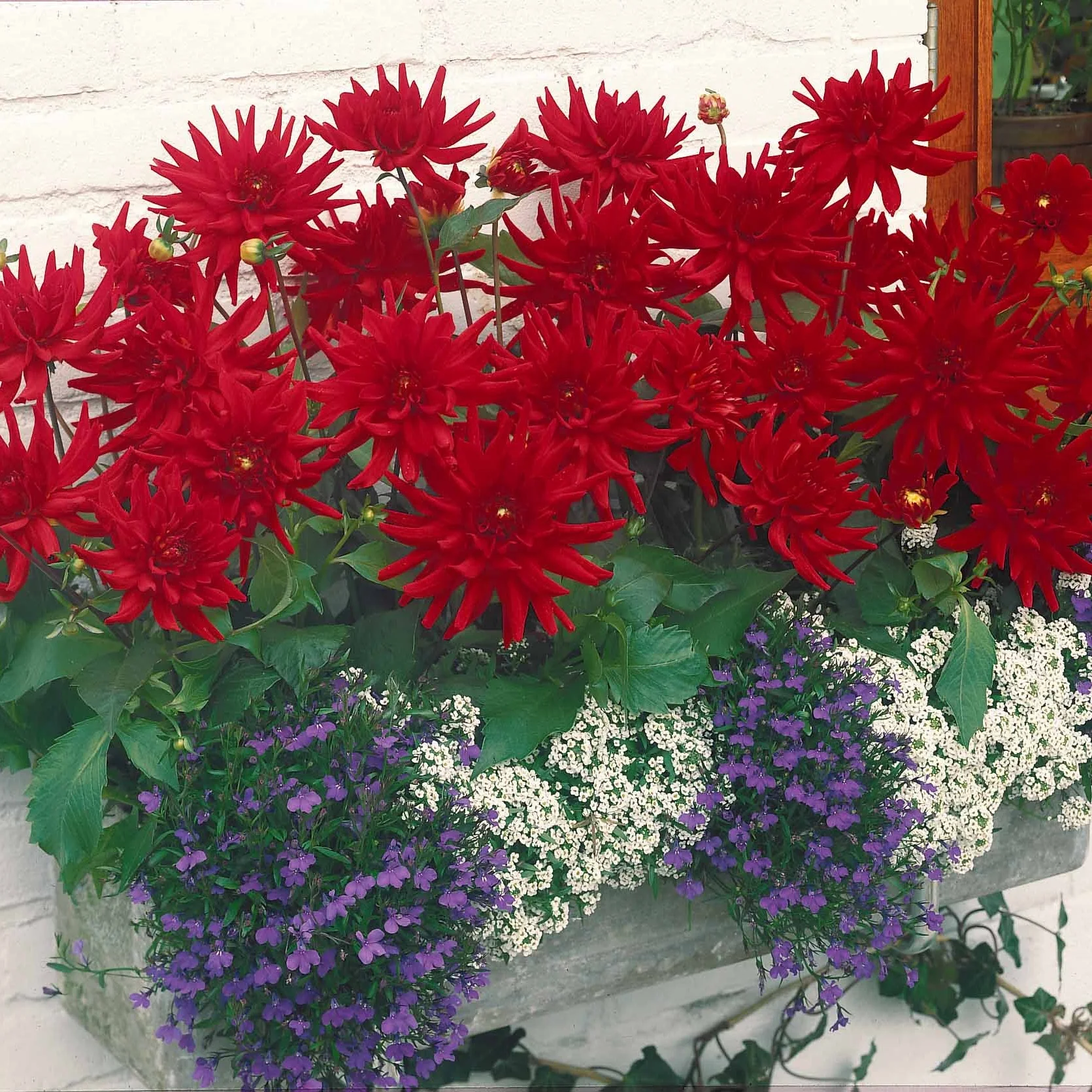 3 Dahlias cactus nain Red Pigmy - Image 2
