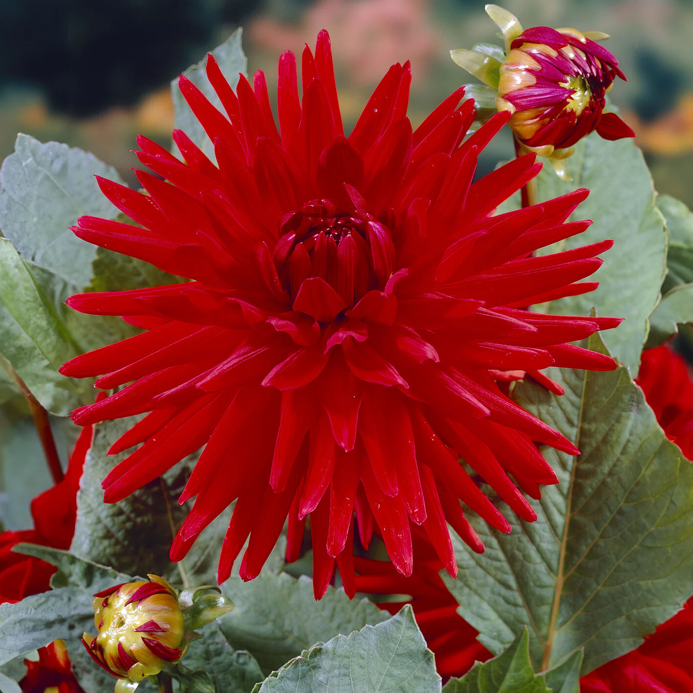 3 Dahlias cactus nain Red Pigmy - Image 3