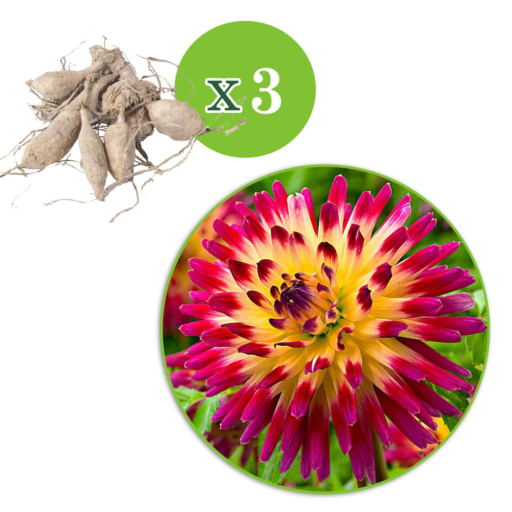 3 Dahlias cactus Tahiti Sunrise - Image 2