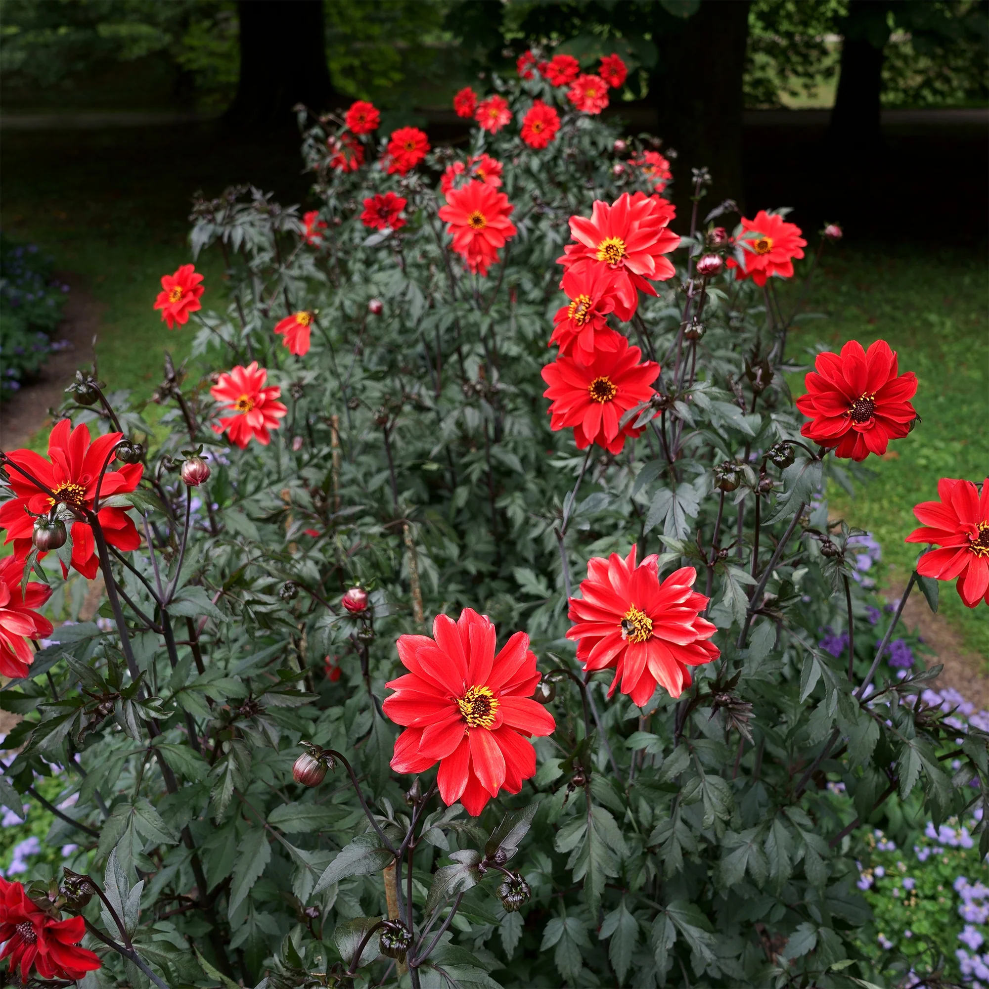Dahlia Bishop of Llandaff