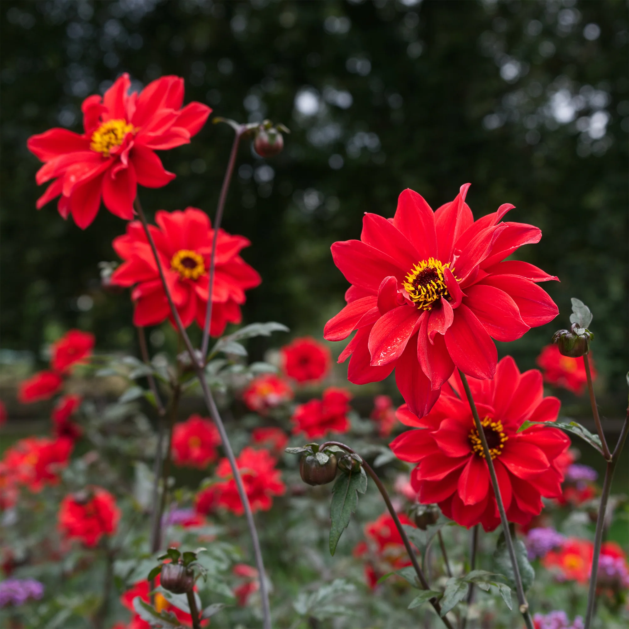 Dahlia Bishop of Llandaff - Image 3