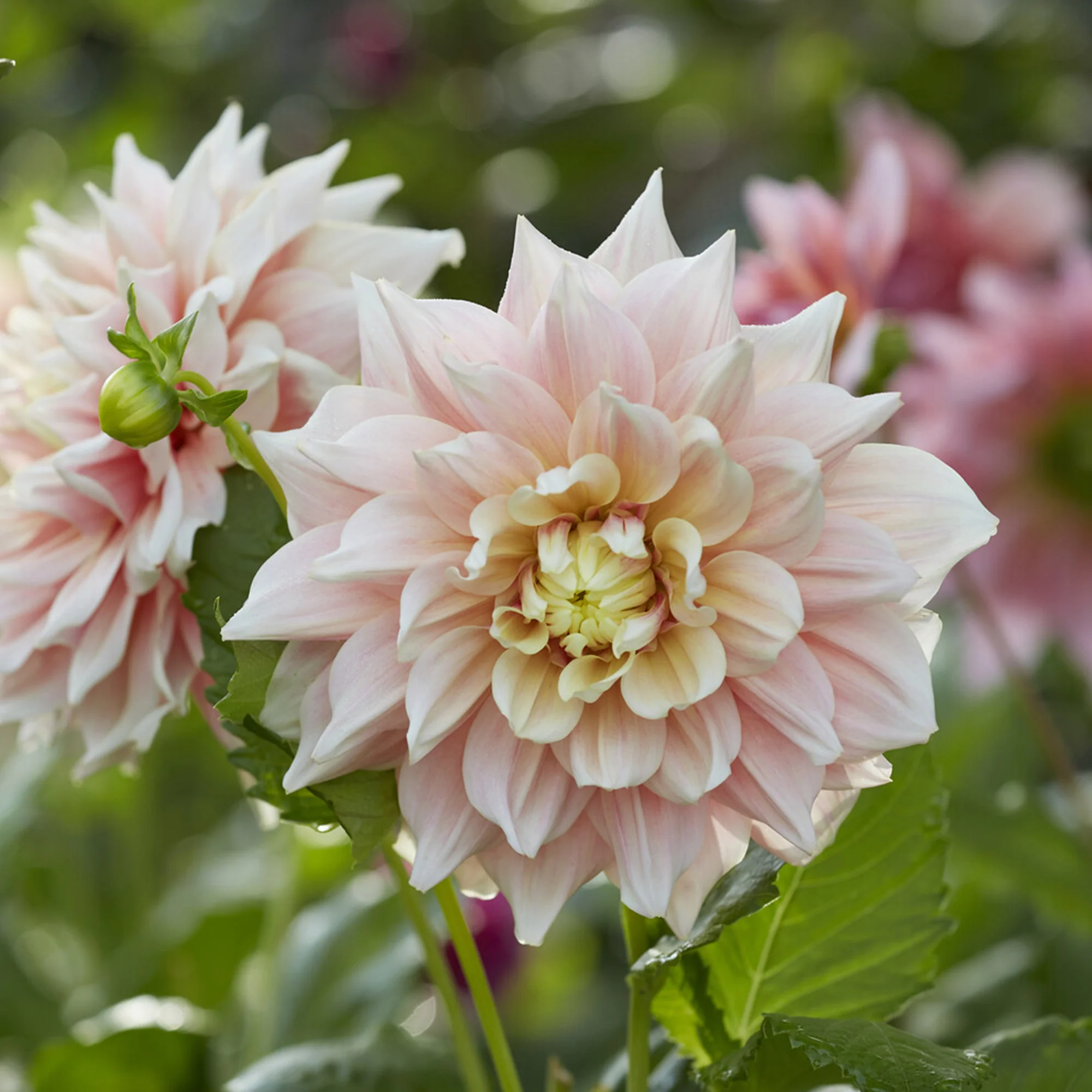 Dahlia à grandes fleurs Break Out - Image 3