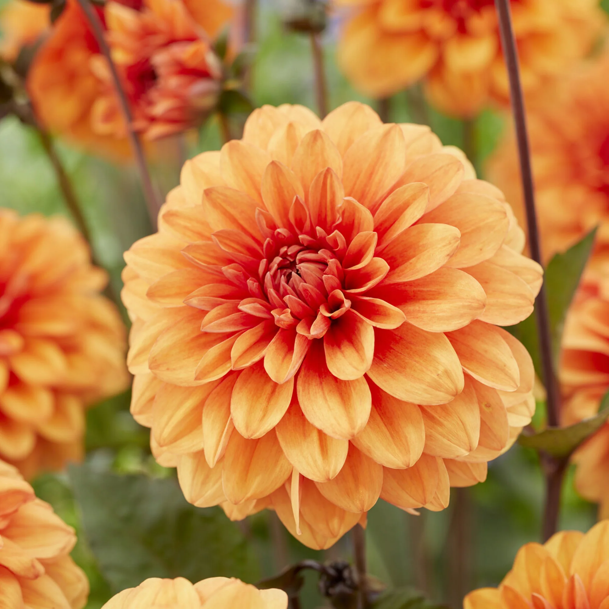 Dahlia David Howard