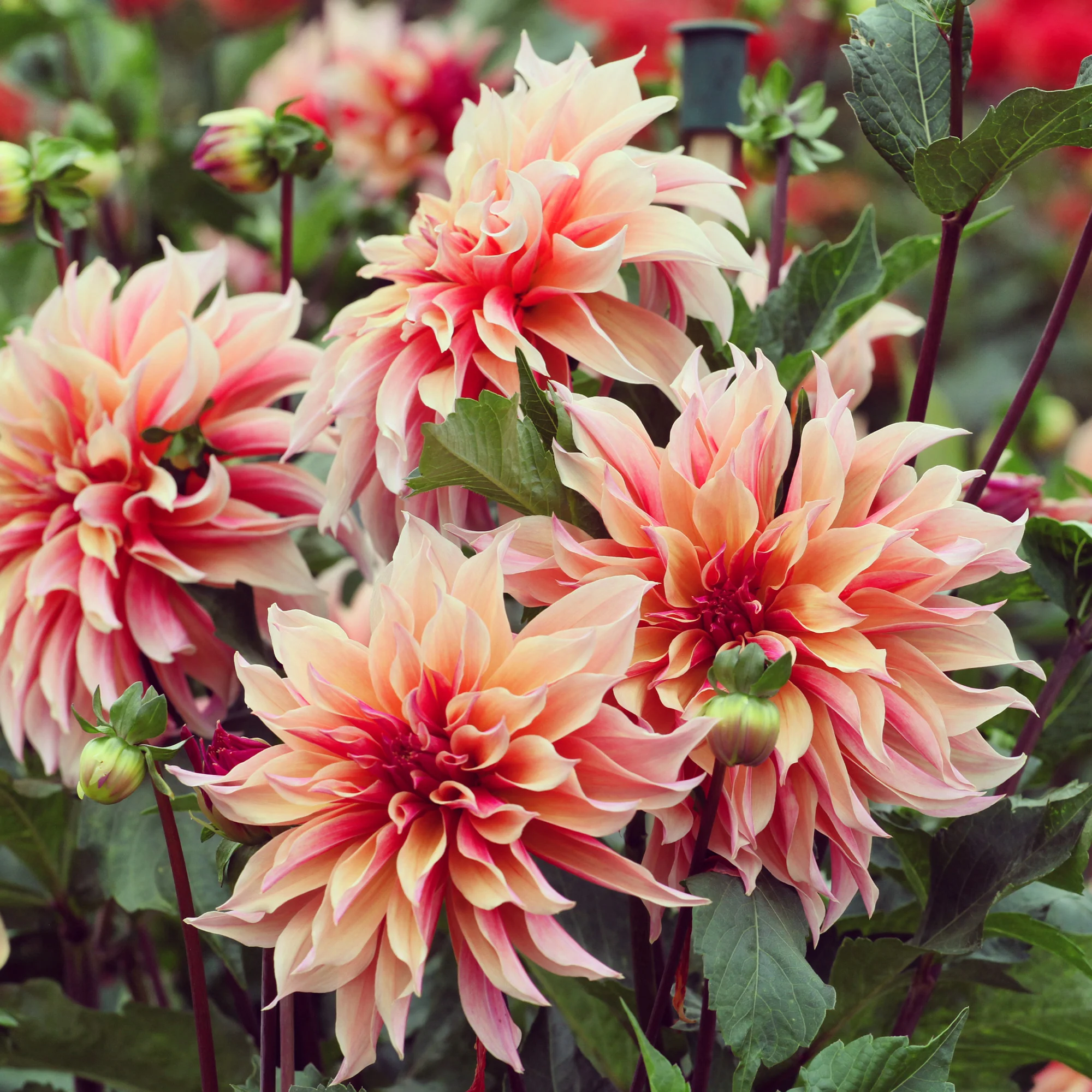 Dahlia décoratifs  Labyrinth