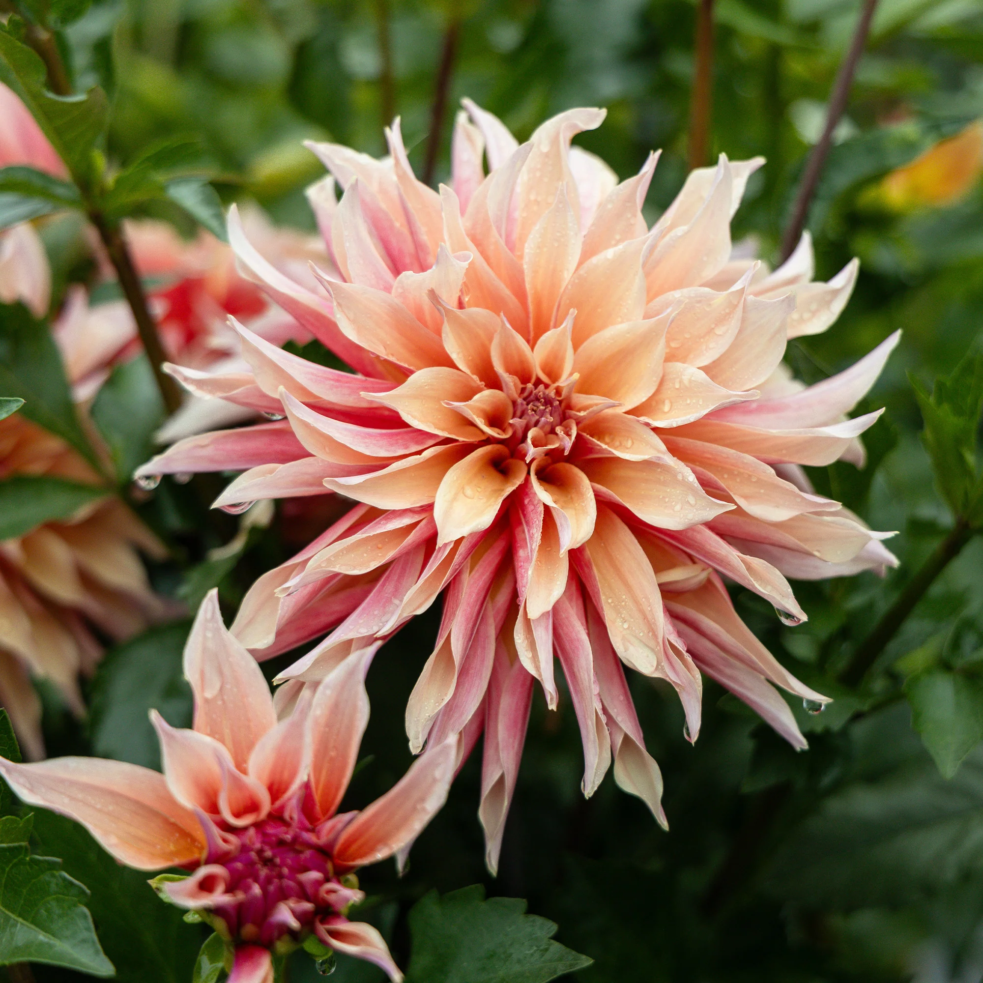 Dahlia décoratifs  Labyrinth - Image 2
