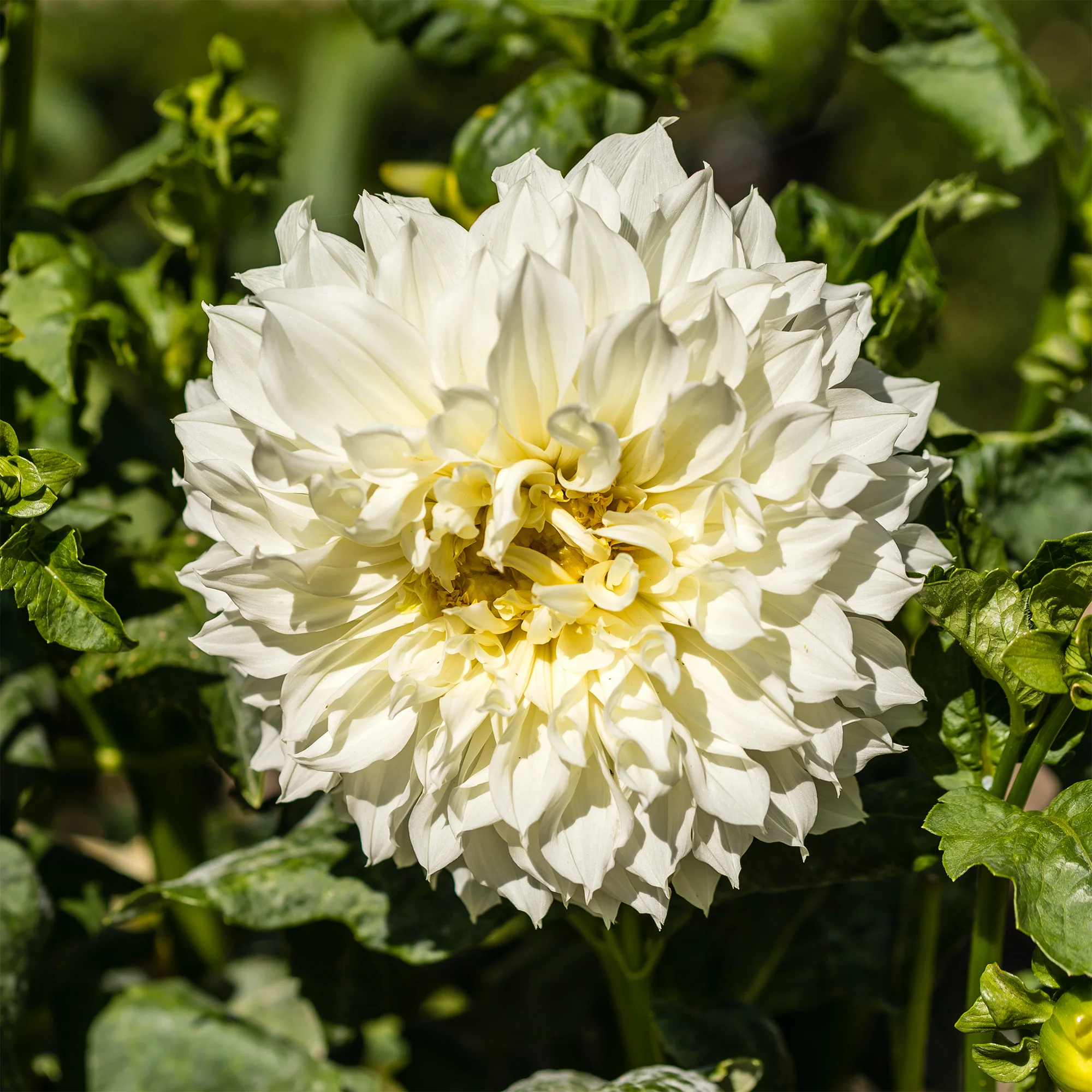 3 Dahlias géant Fleurel