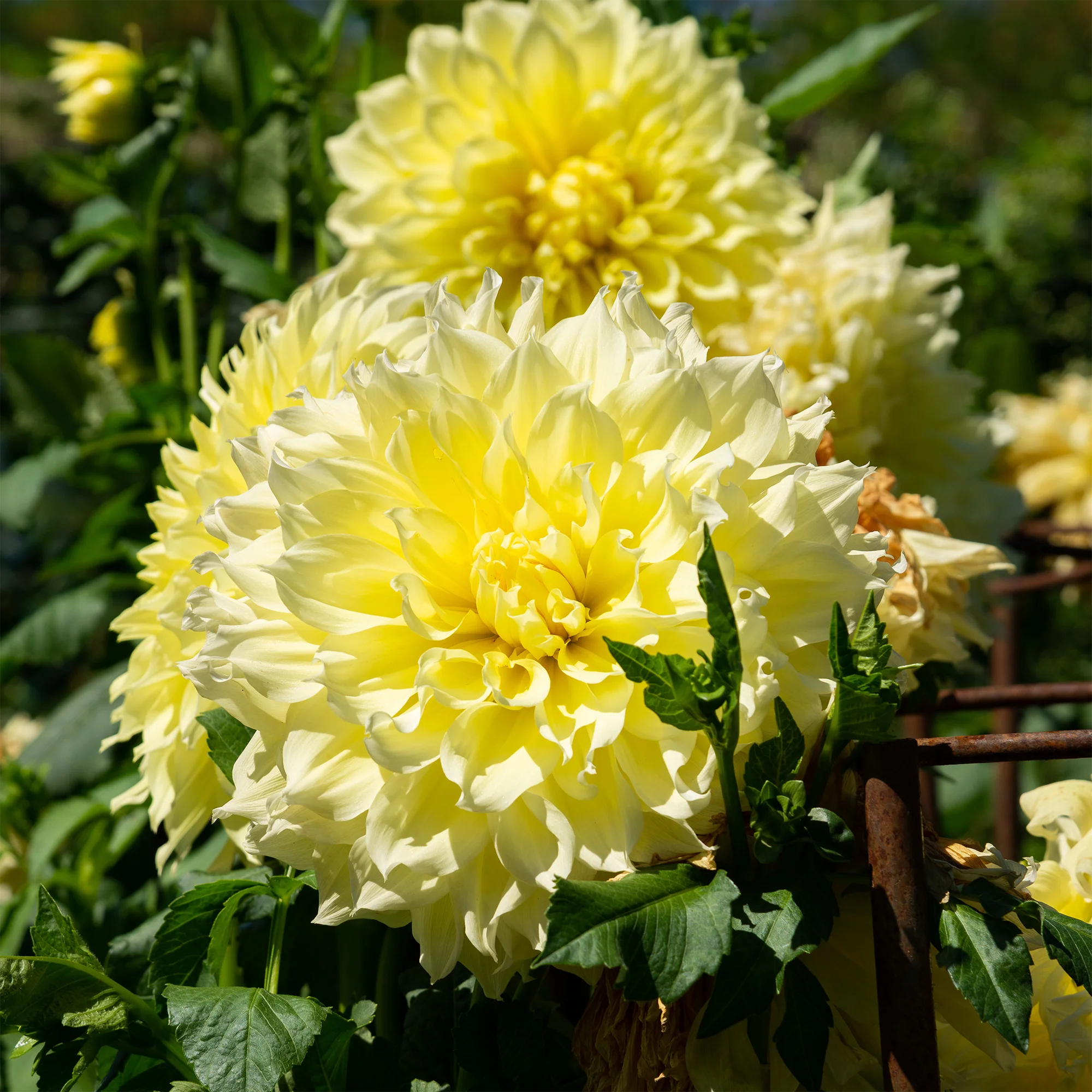 3 Dahlias Kelvin Floodlight - Image 3