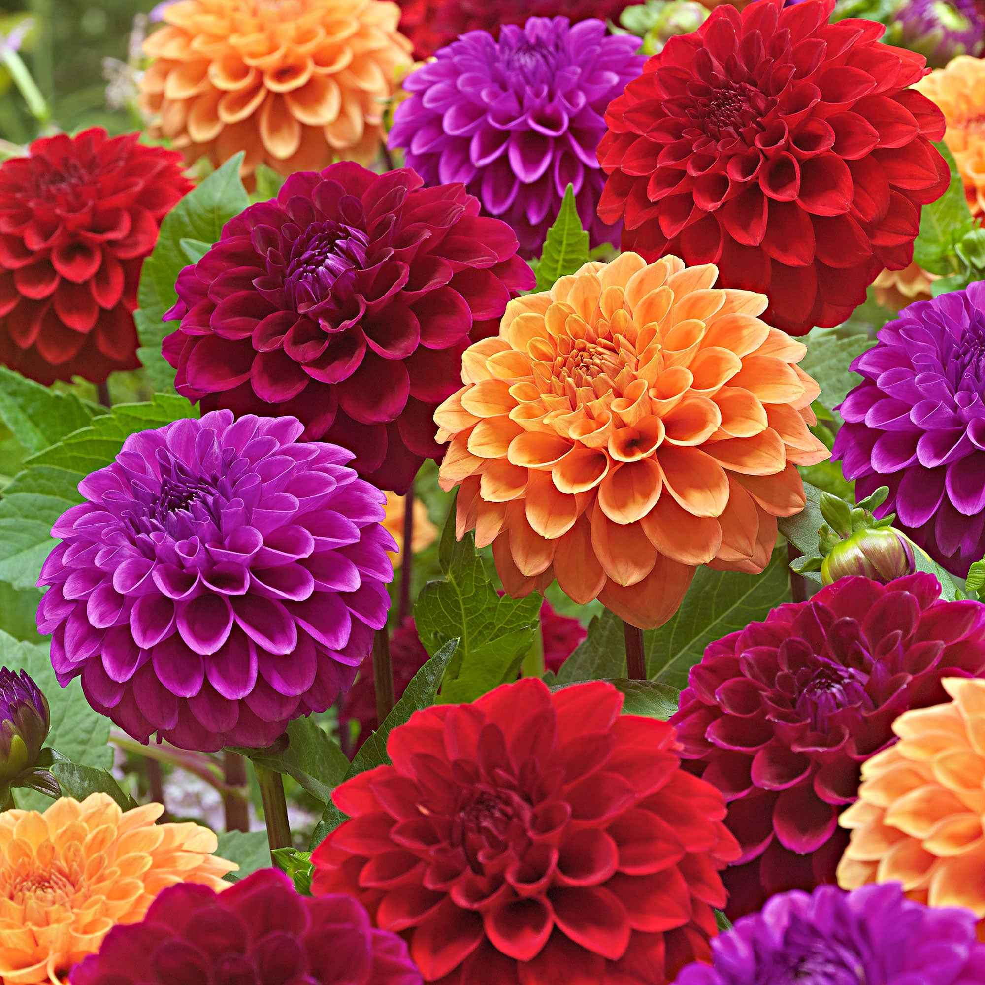 5 Dahlias Pompon Ball en mélange