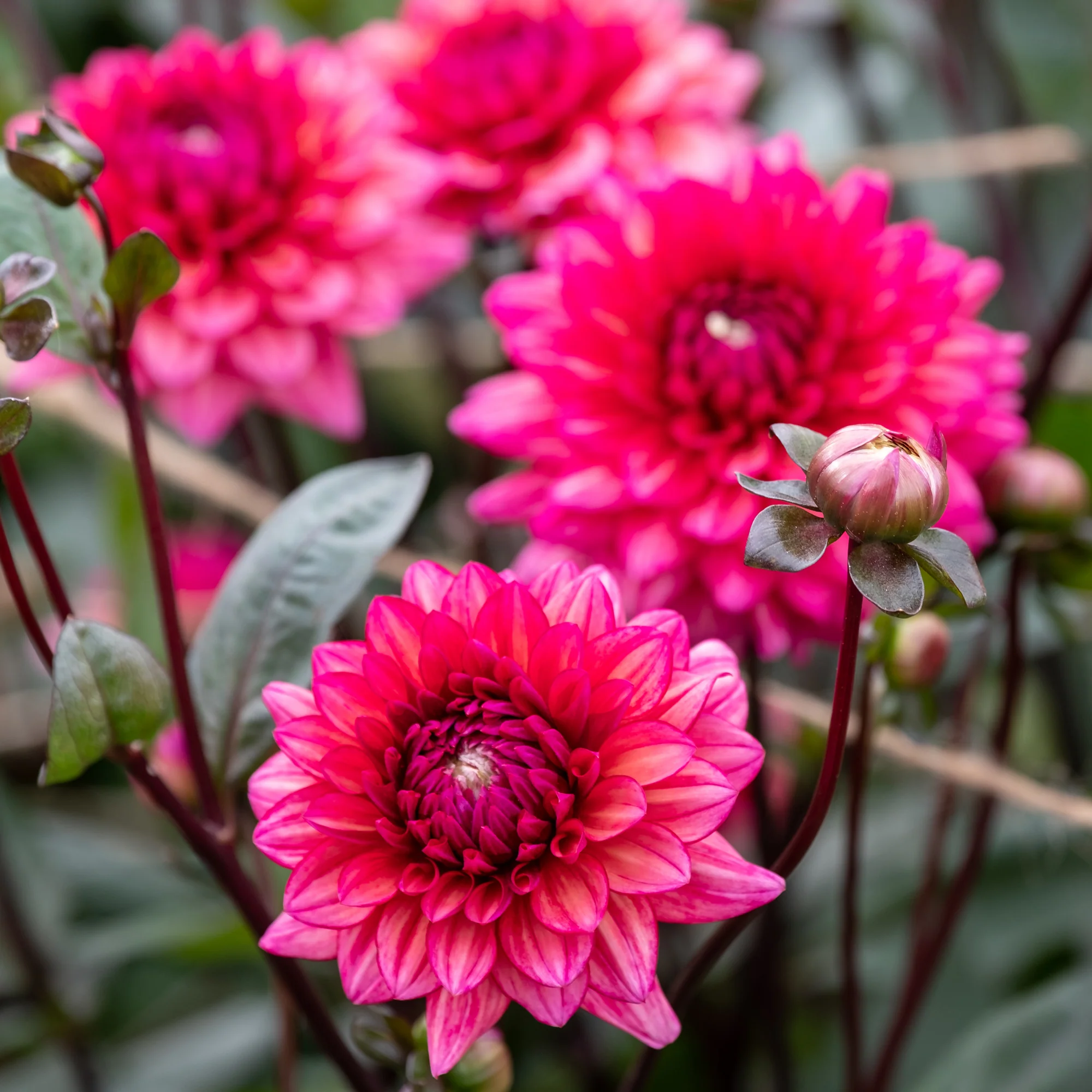 Dahlia Molly Raven - Image 2