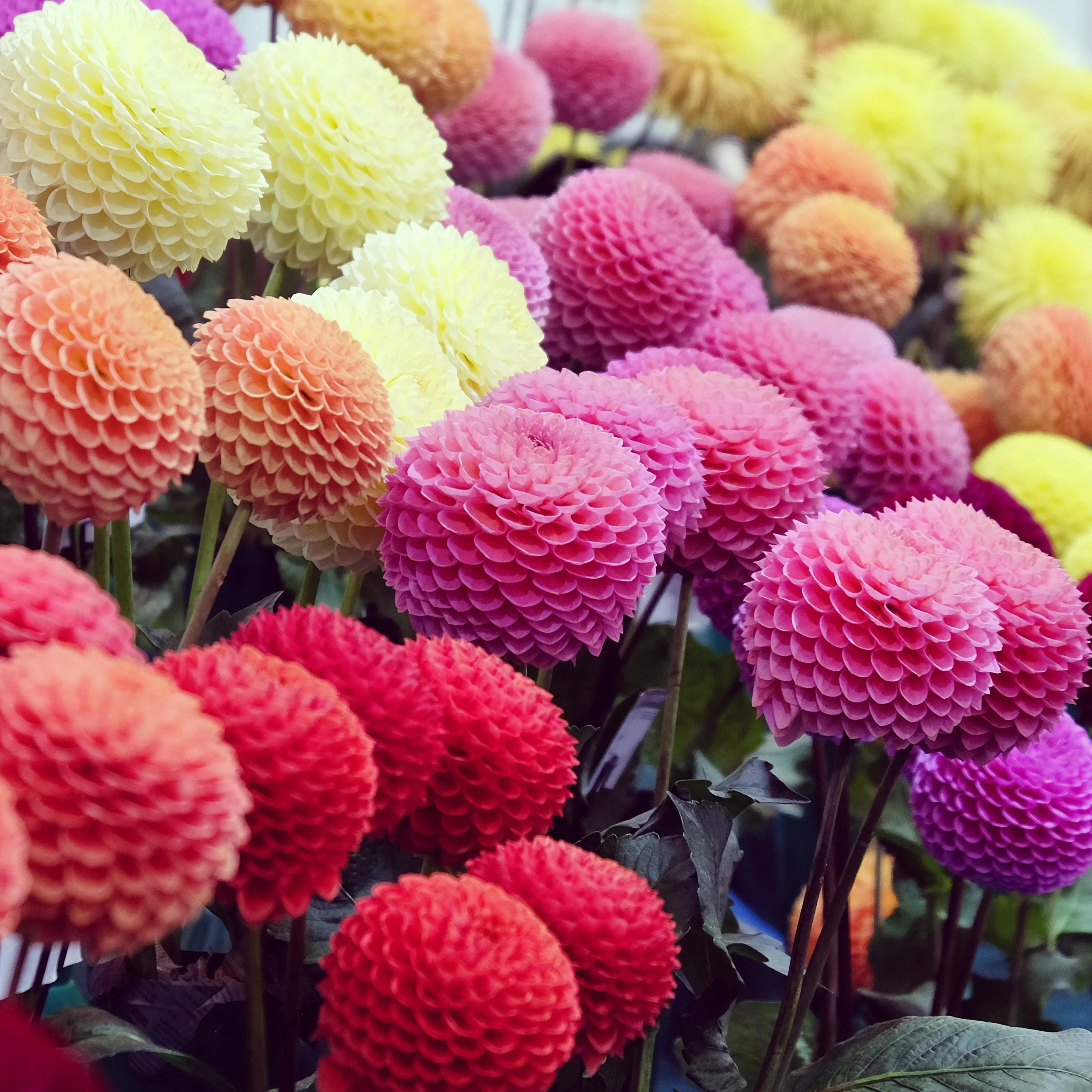 5 Dahlias pompons colorés en mélange - Image 2