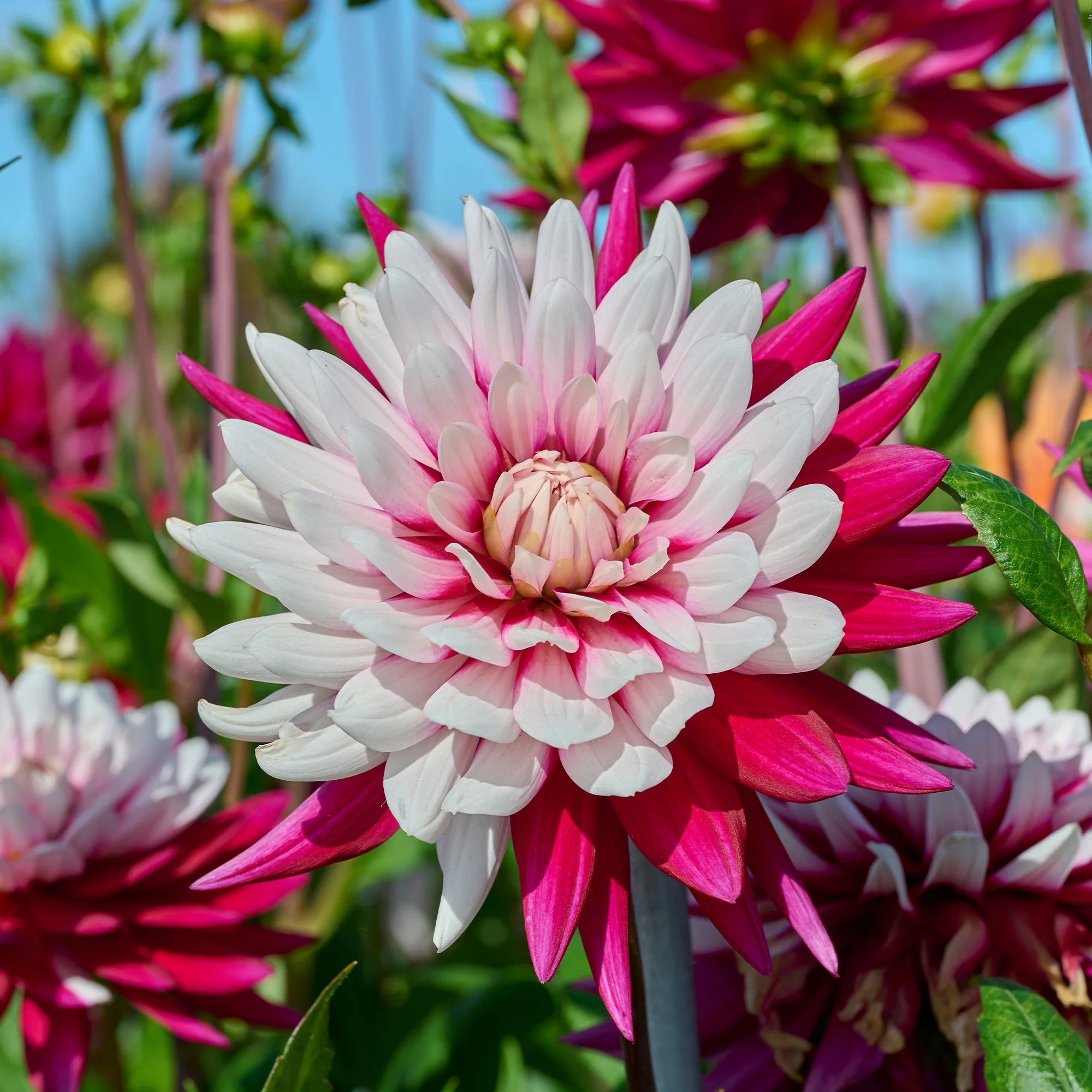 3 Dahlias Rebecca's World